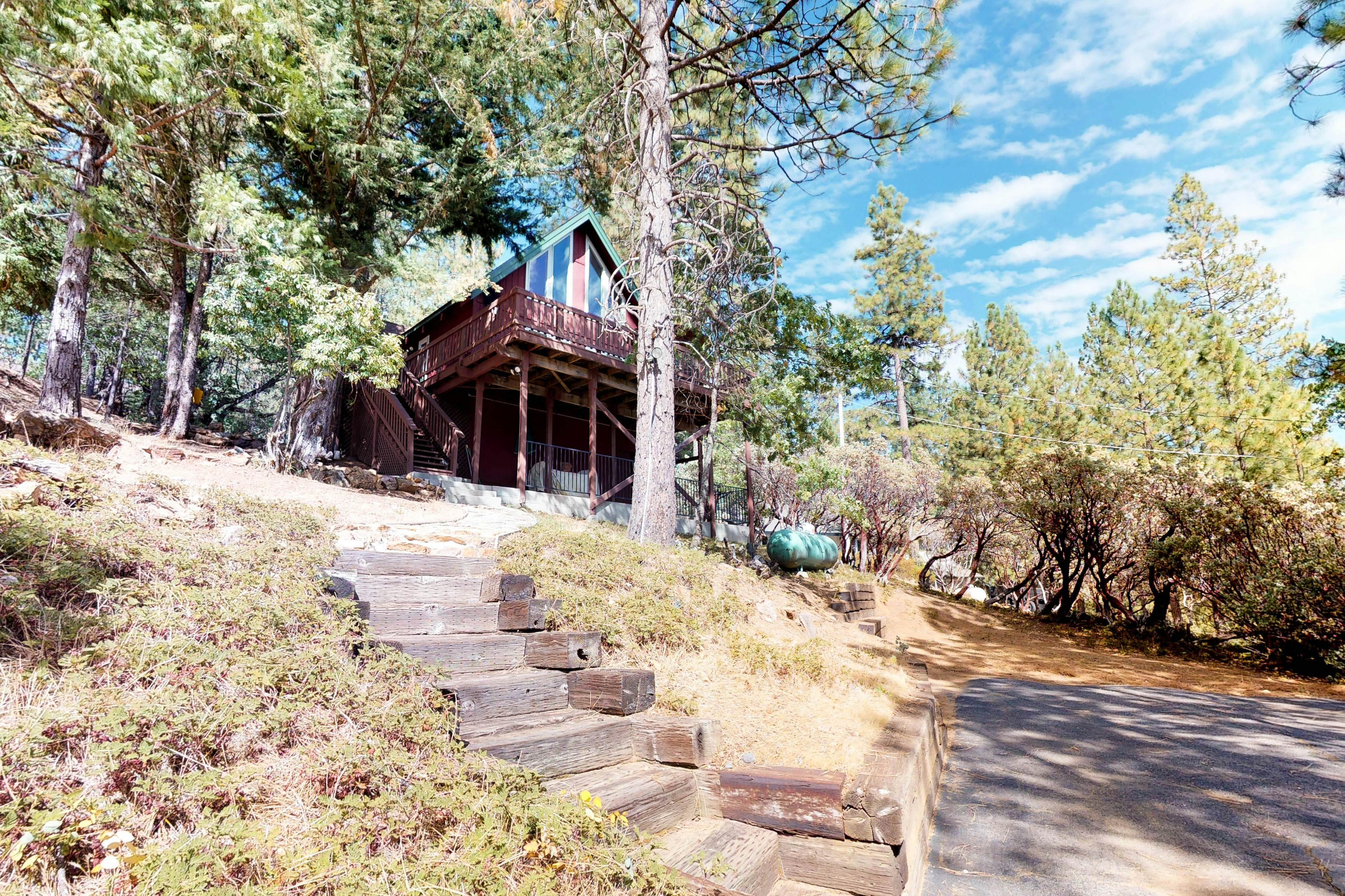 Forest Bears Hideout