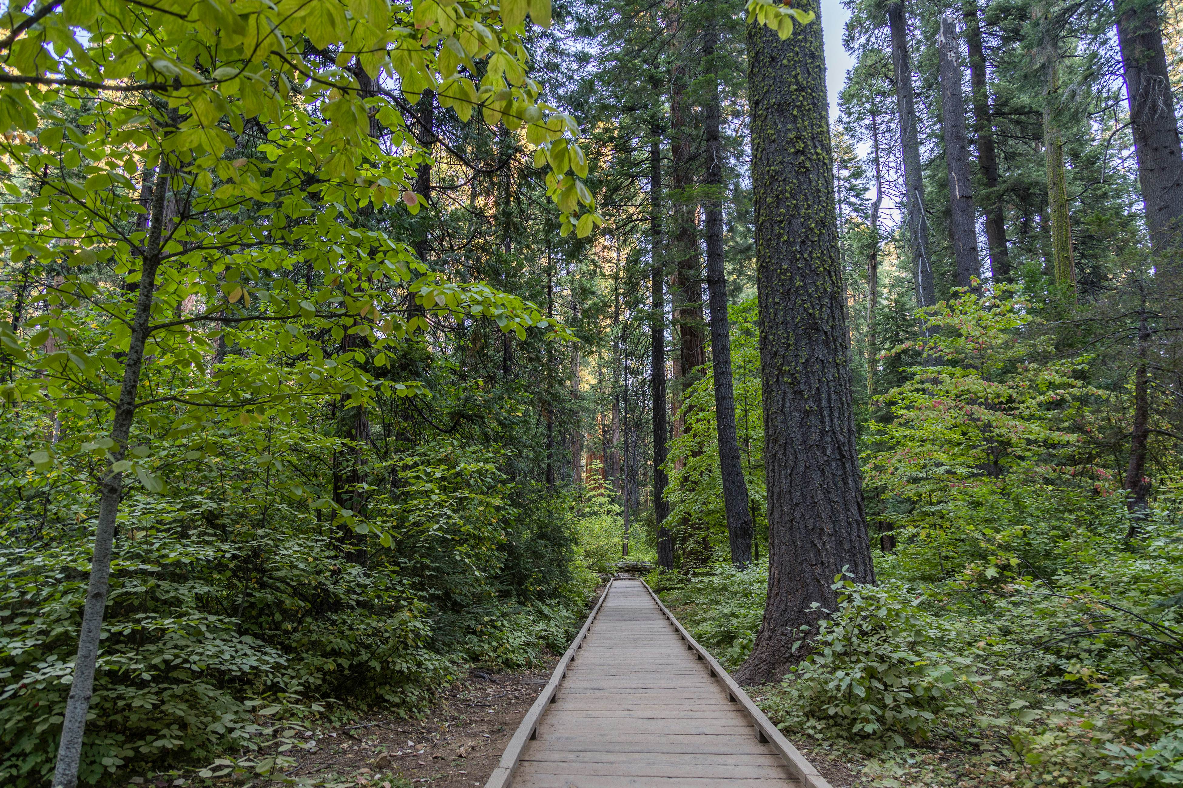 Forest Bears Hideout