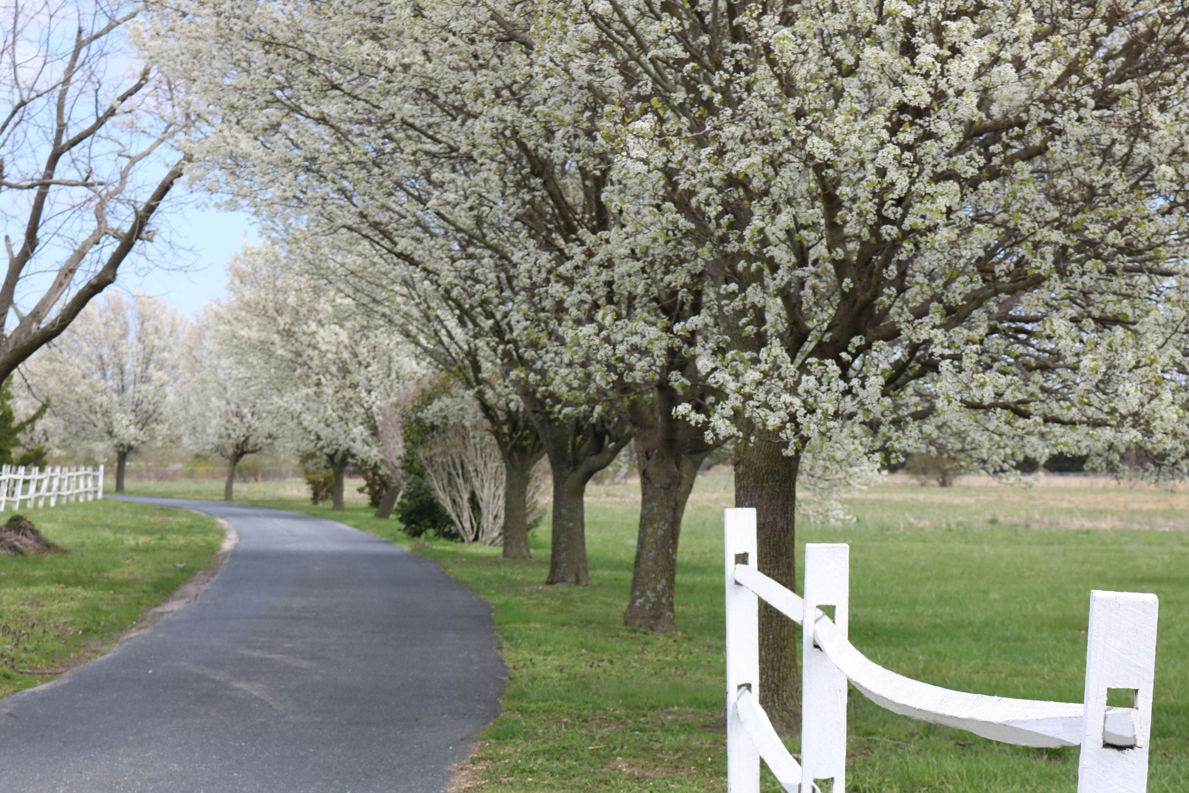 Brooklyn Meadows The Manor 6 BD Berlin, MD Vacation Rental Vacasa