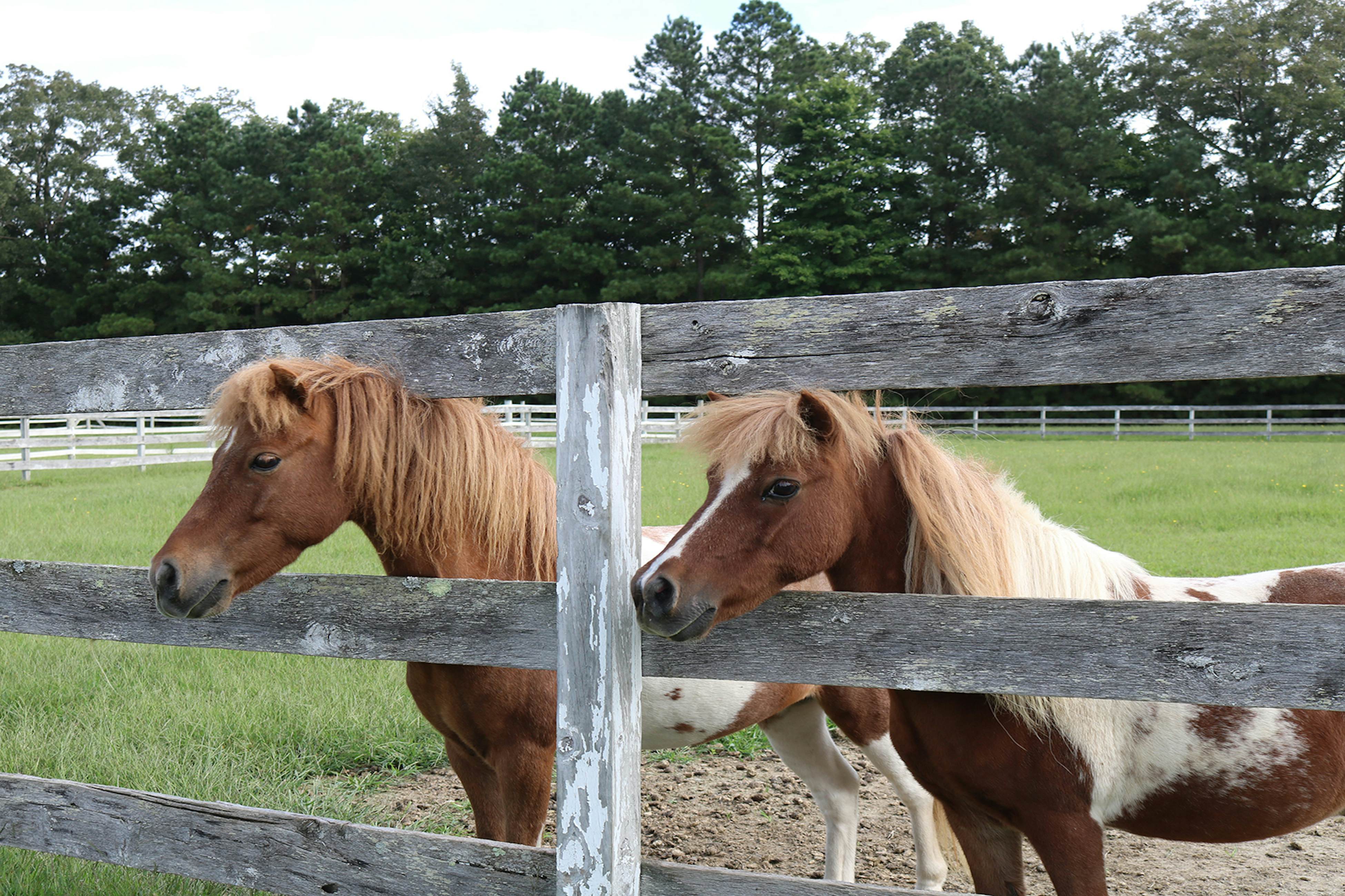 Brooklyn Meadows The Manor 6 BD Berlin, MD Vacation Rental Vacasa