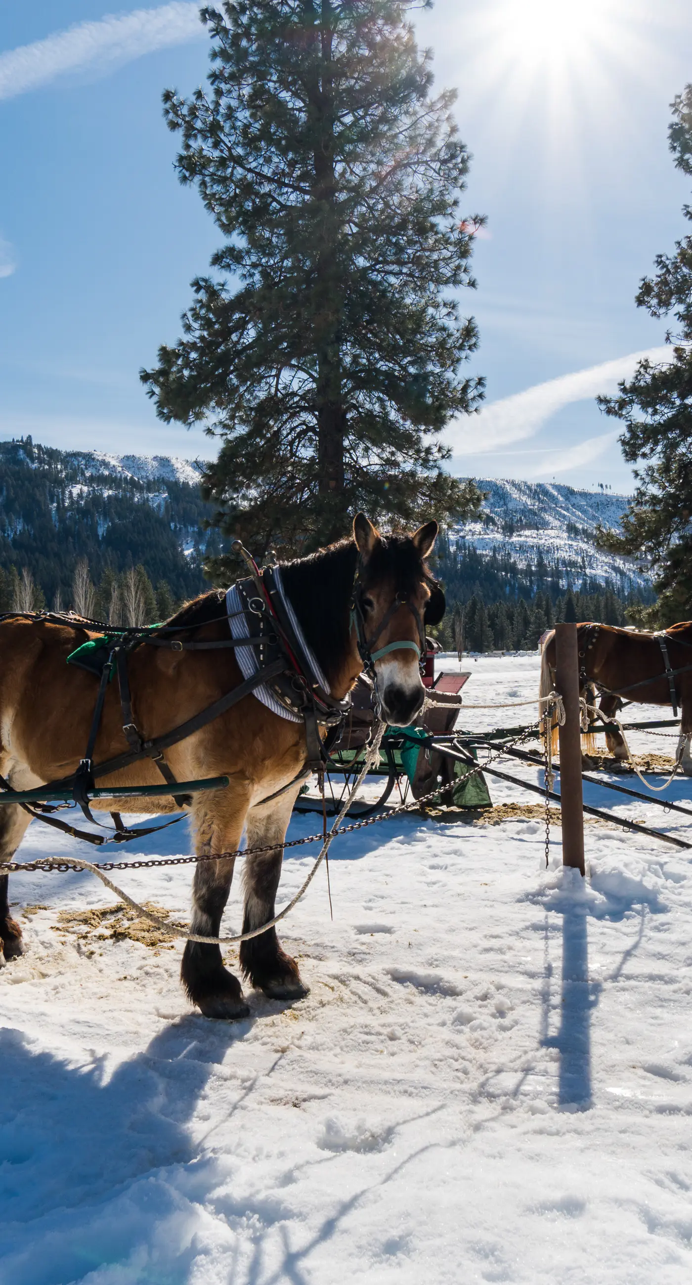 Icicle Village Resort Condo 506