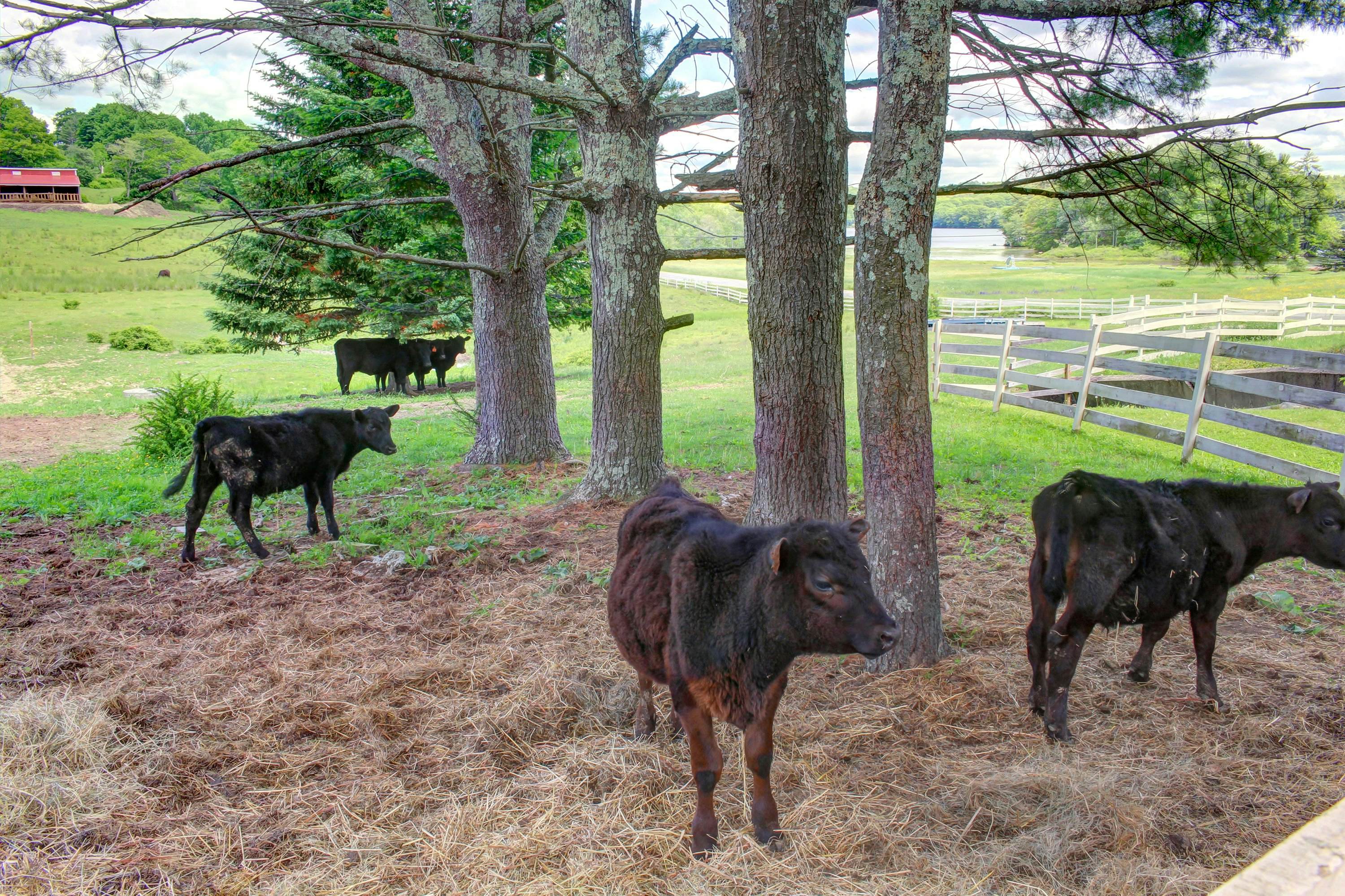 Damariscotta Lakefront Retreat