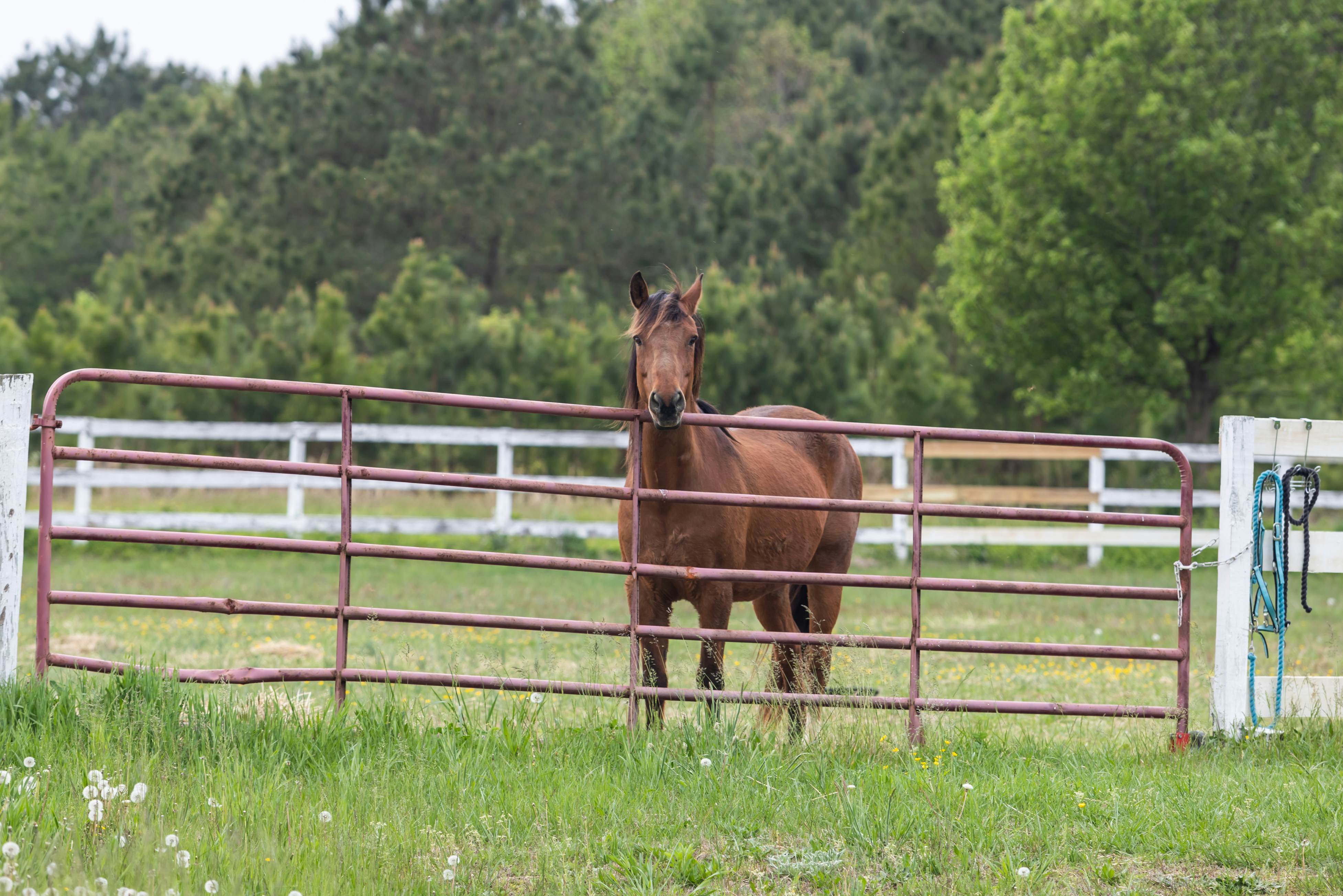 Brooklyn Meadows The Manor 6 BD Berlin, MD Vacation Rental Vacasa