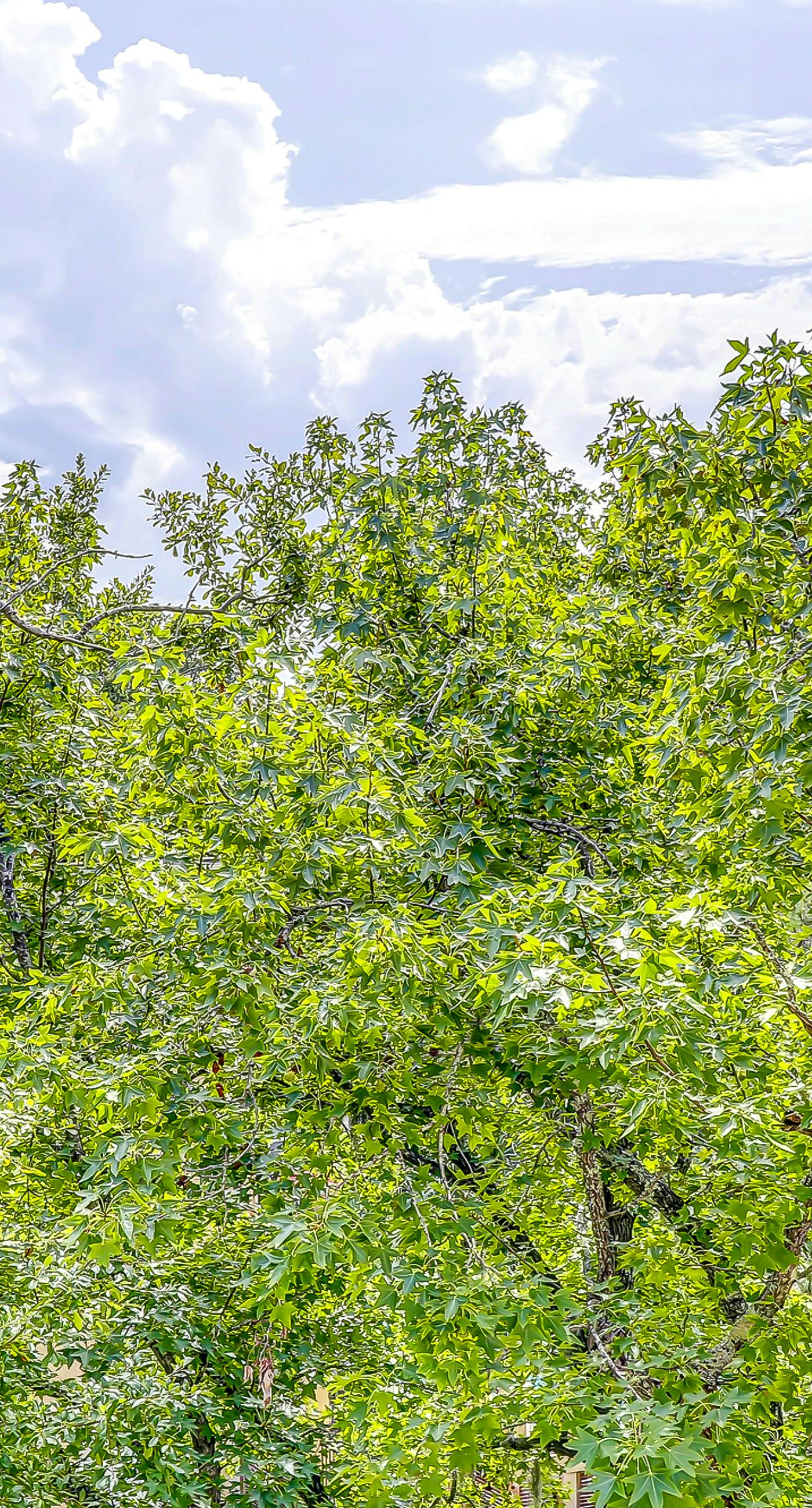 North Shore Place 407