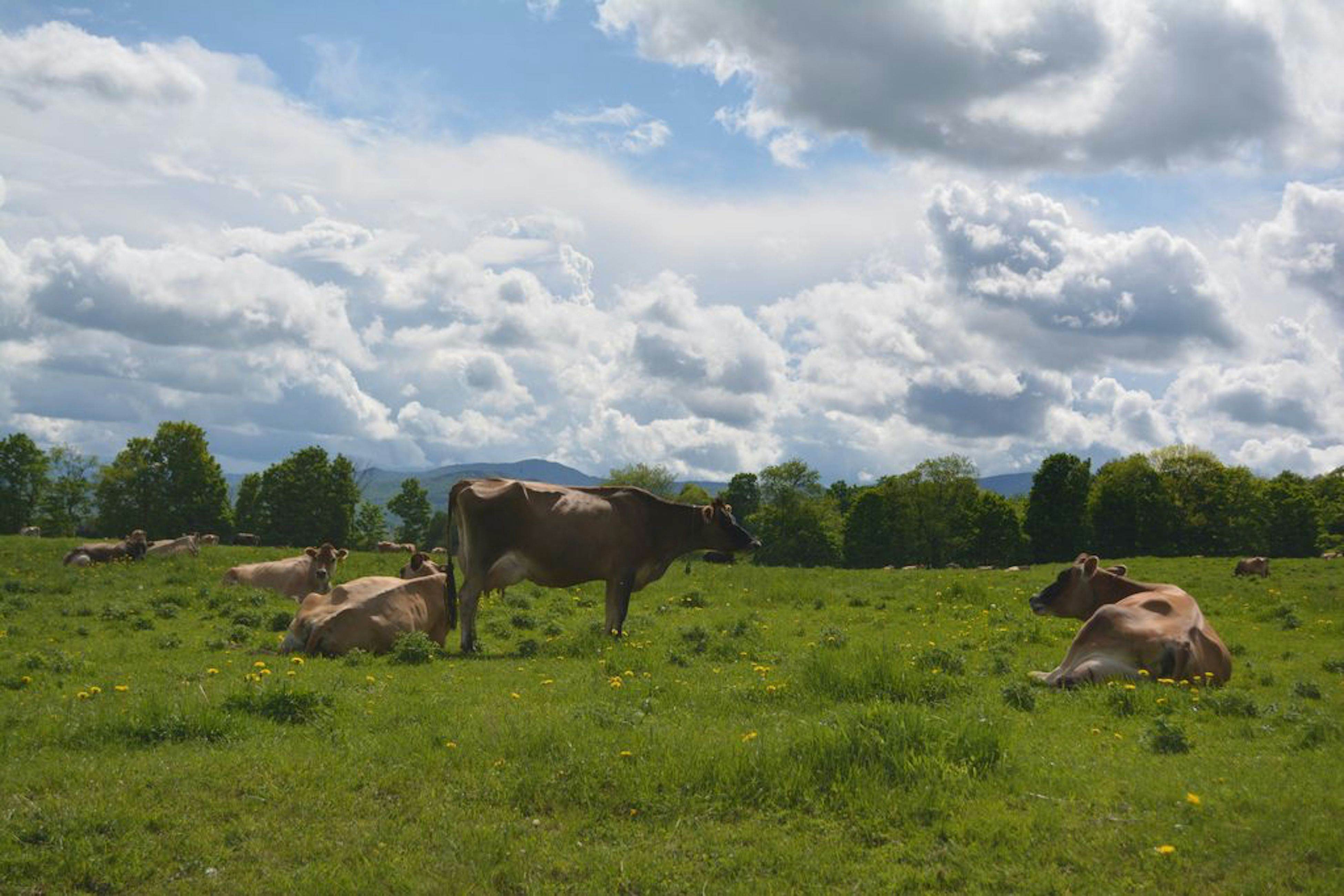 Mountainside Resort F401