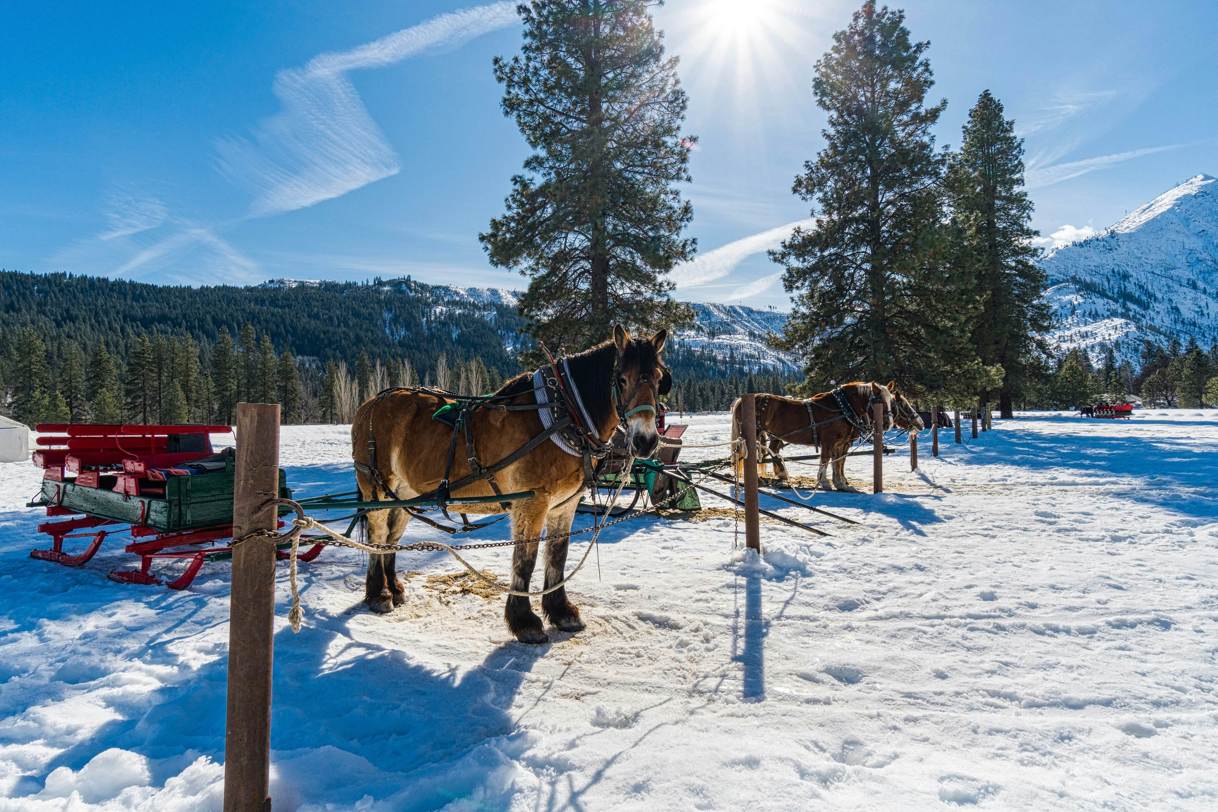 Icicle Village Resort 508 - Alpine Aurora