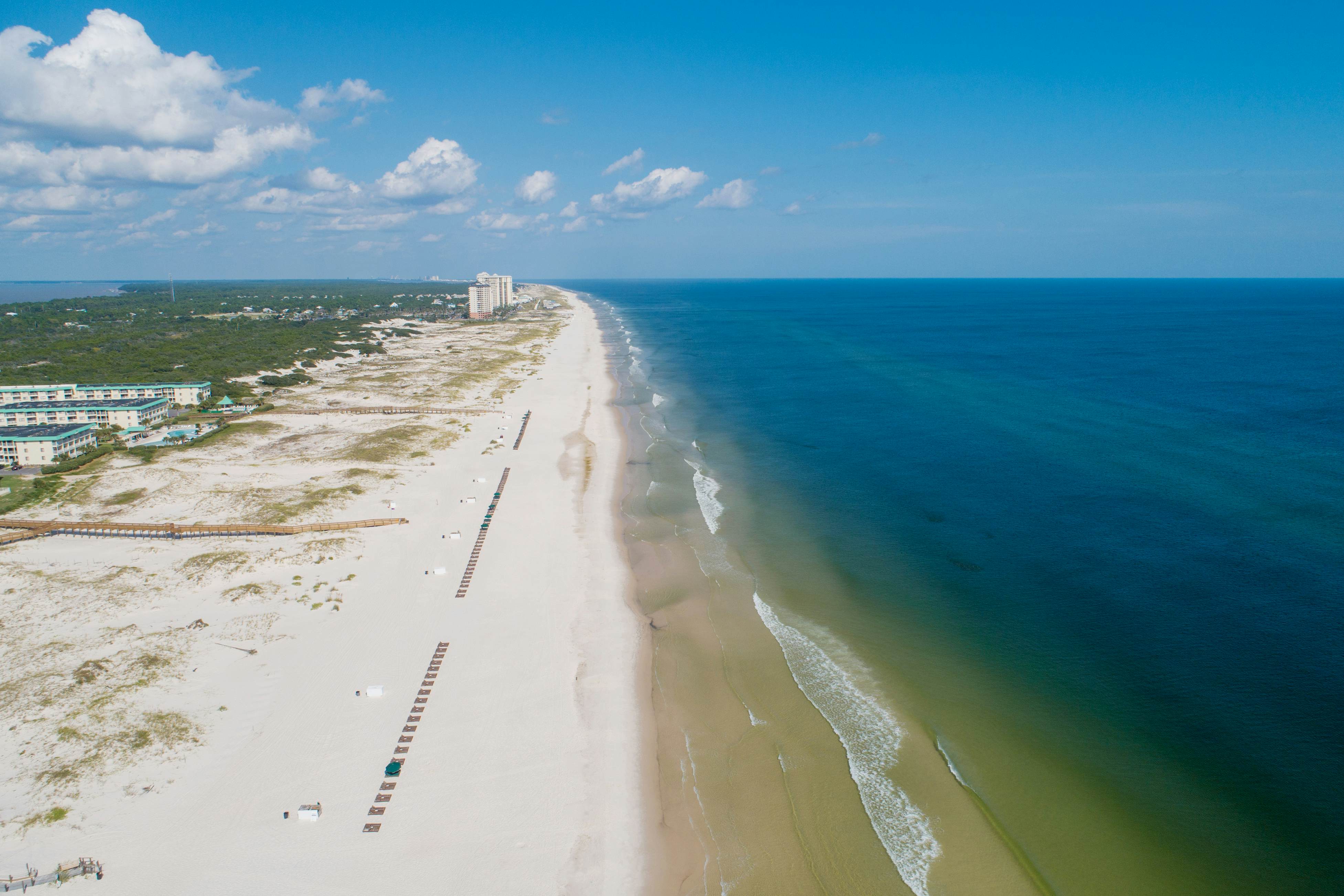 Plantation Palms #6411