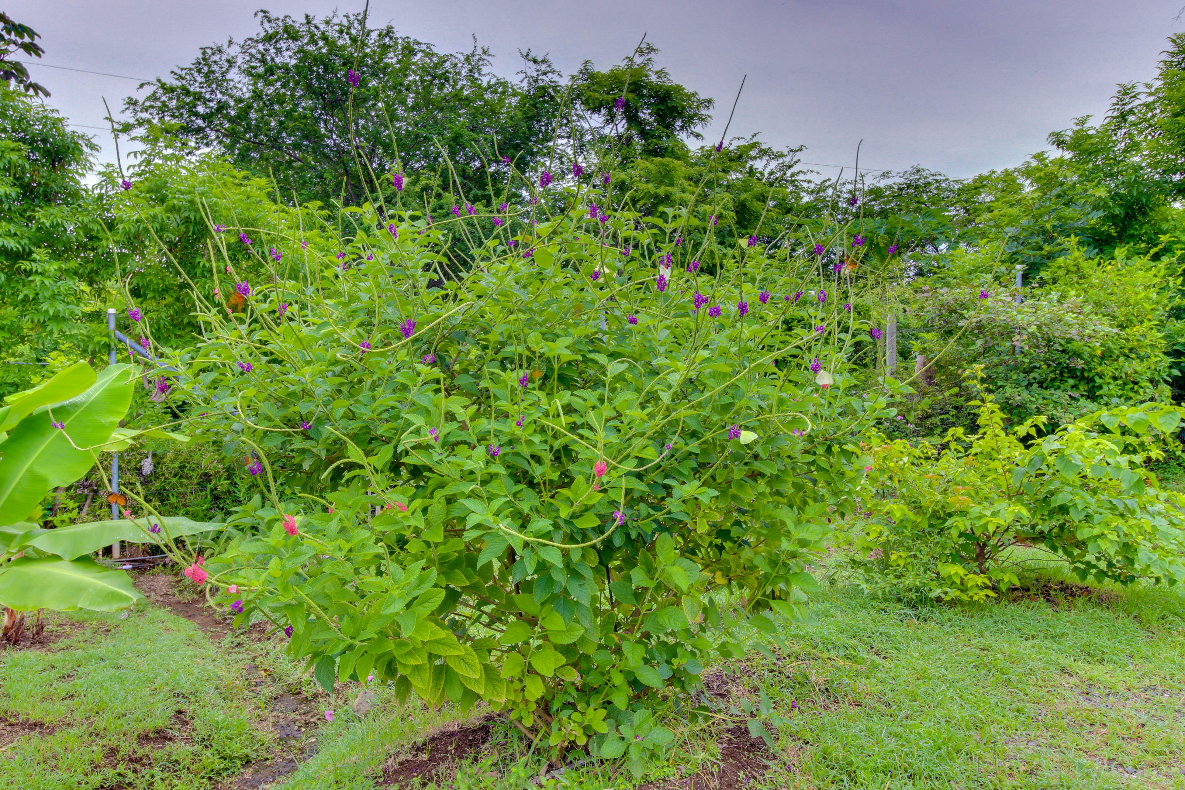 Bahia Pez Vela Villa at 26