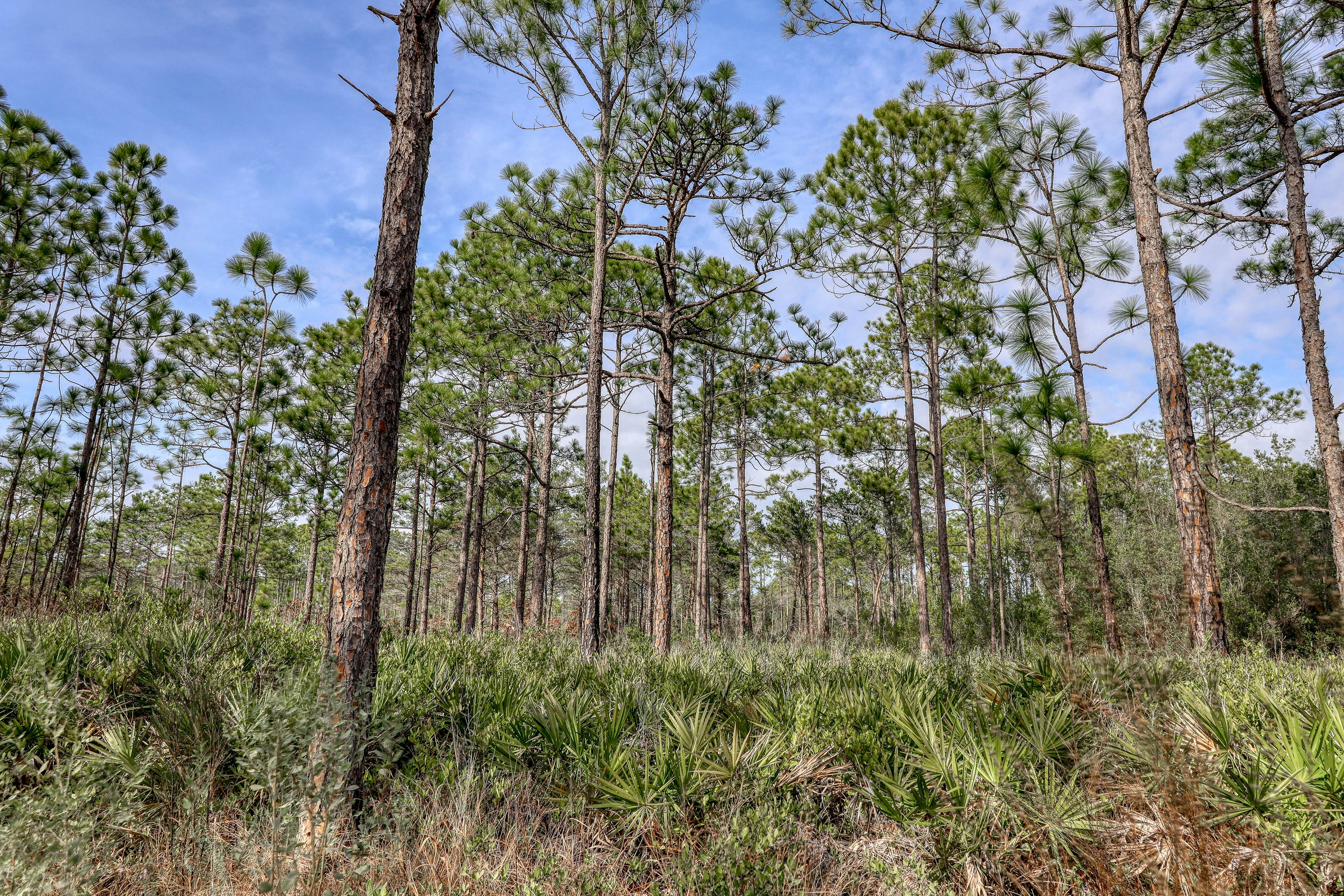 Village of South Walton A328