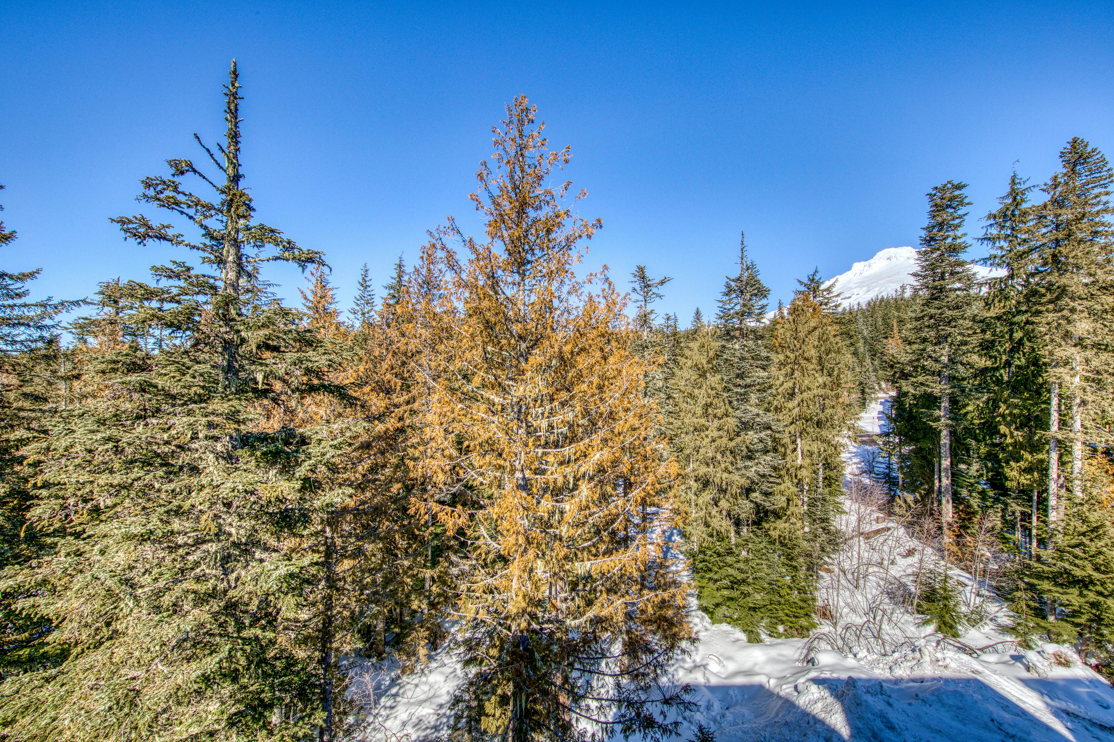 #401 Grand Lodge South Penthouse