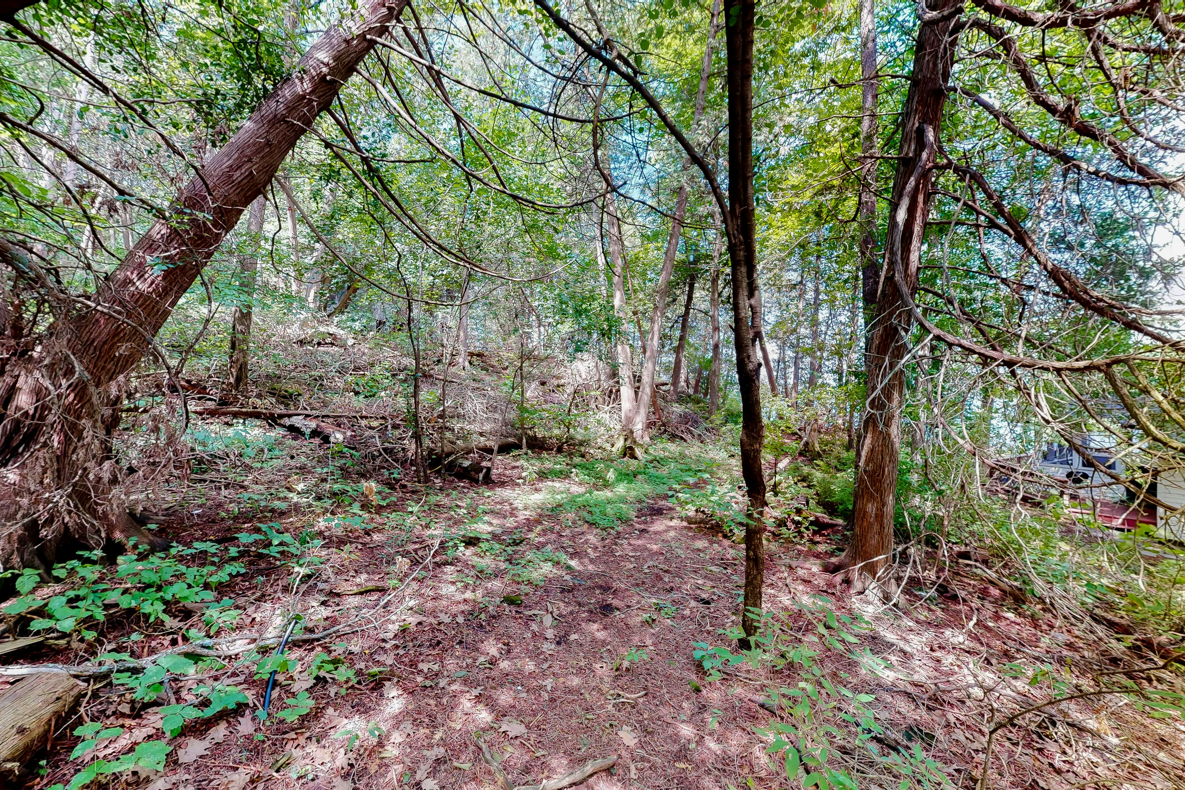 Garden Island's Maple