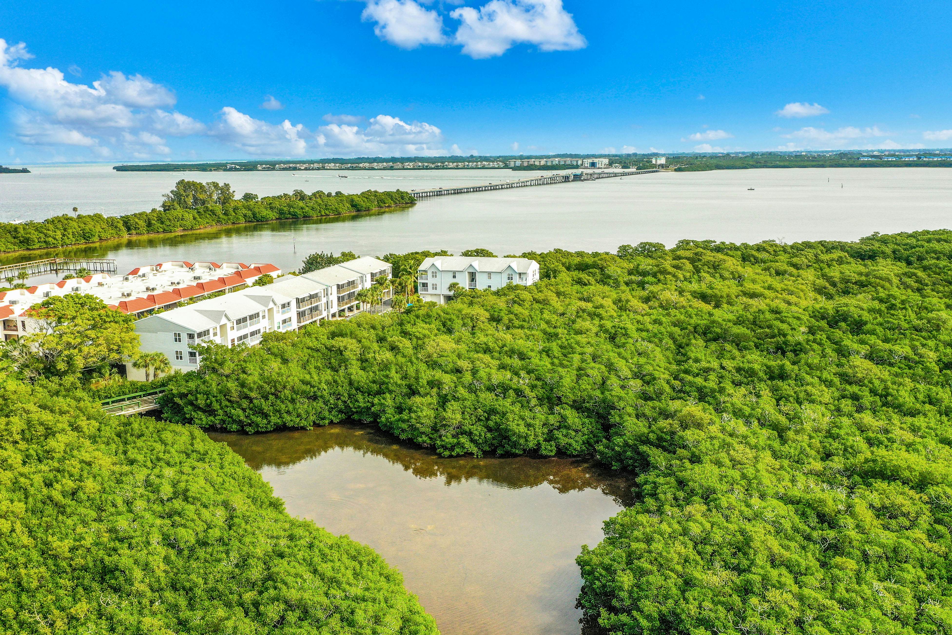 Mangrove Oasis