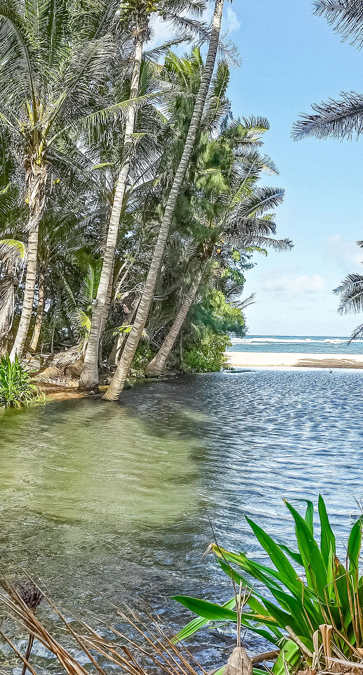 Sandcastles TVNCU#1305