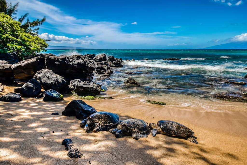 Golden Sands By The Sea