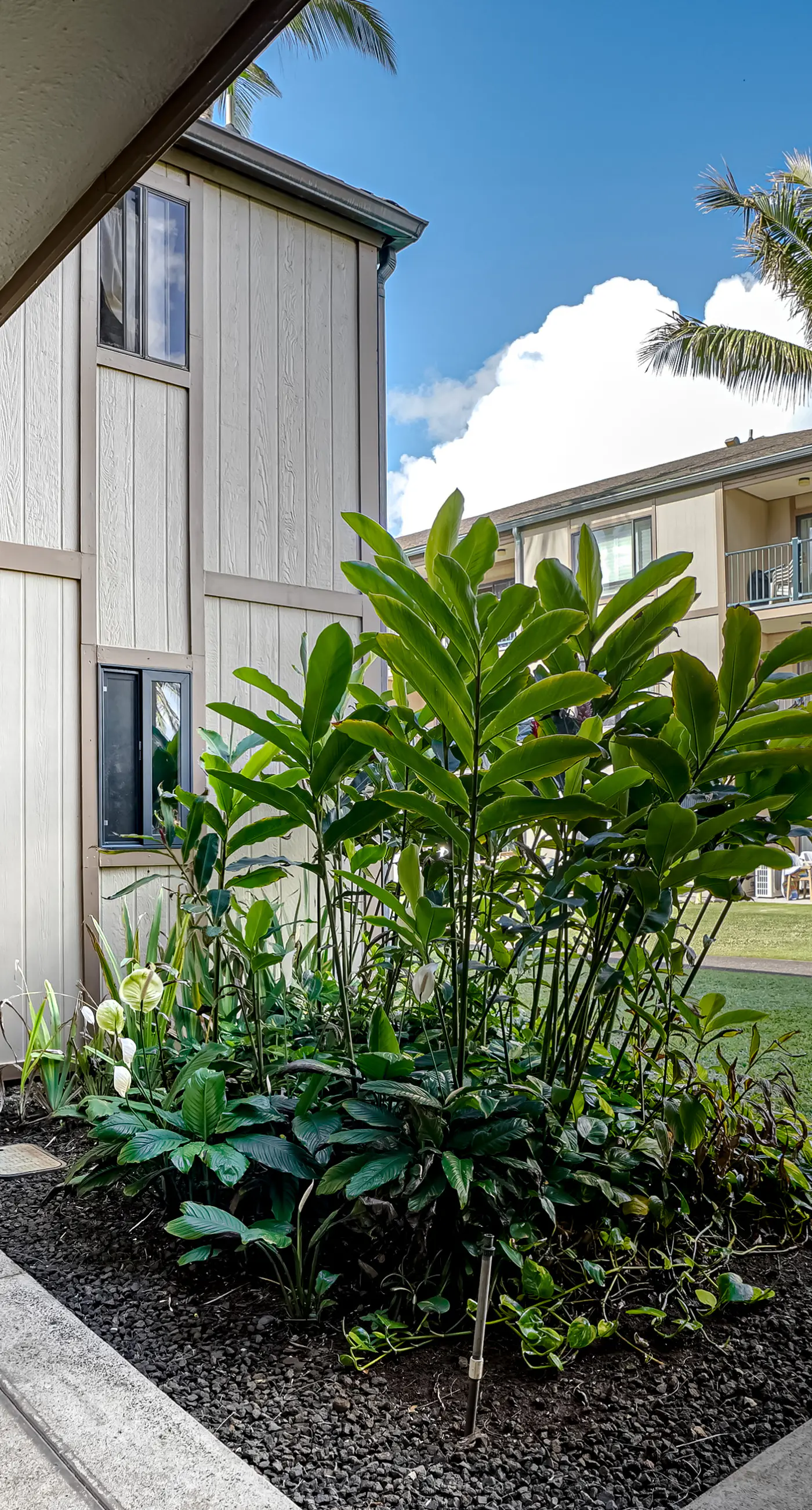 Pono Kai Resort D101 2 BD Kapaa, HI Vacation Rental Vacasa
