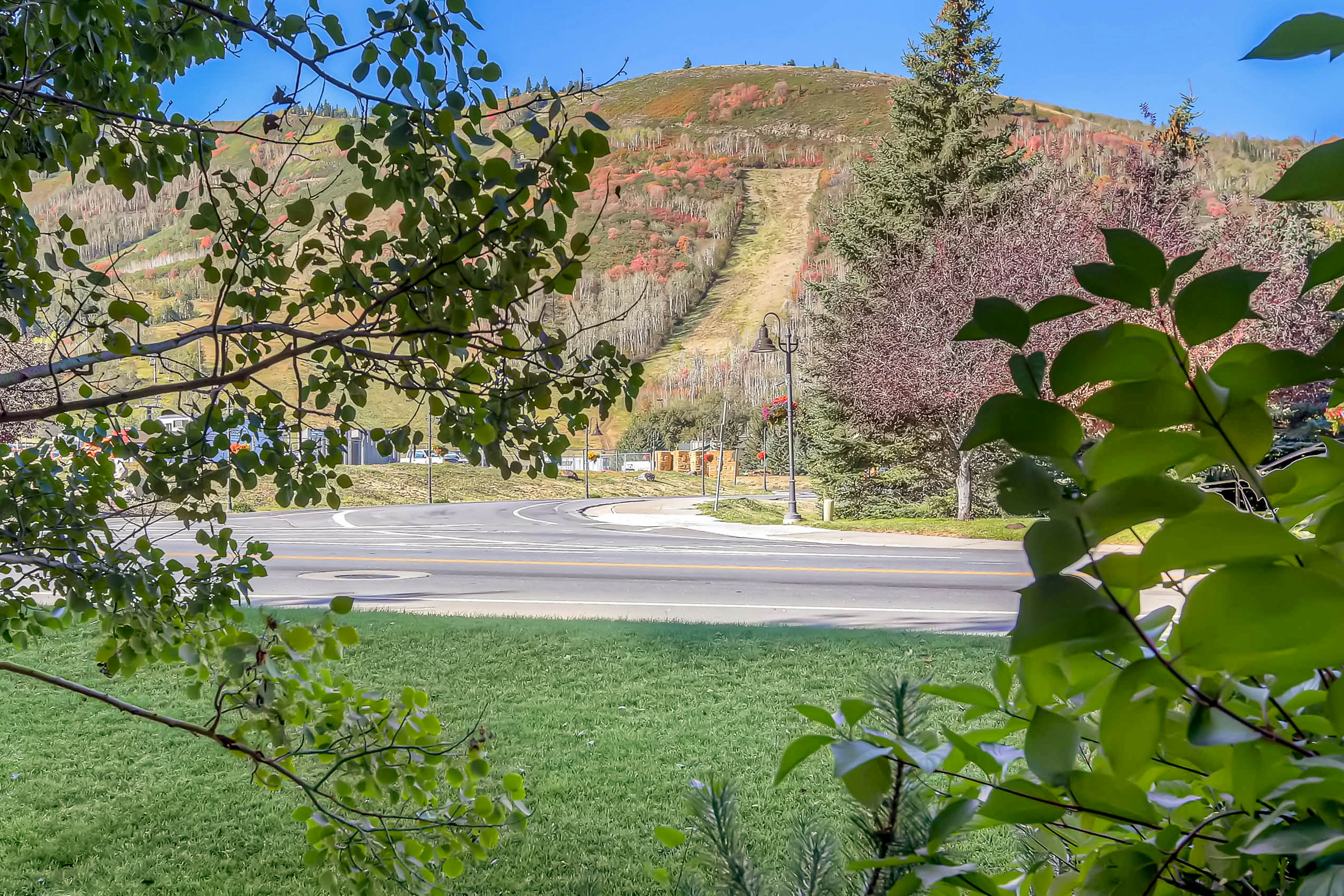 Snowcrest Delight  #113