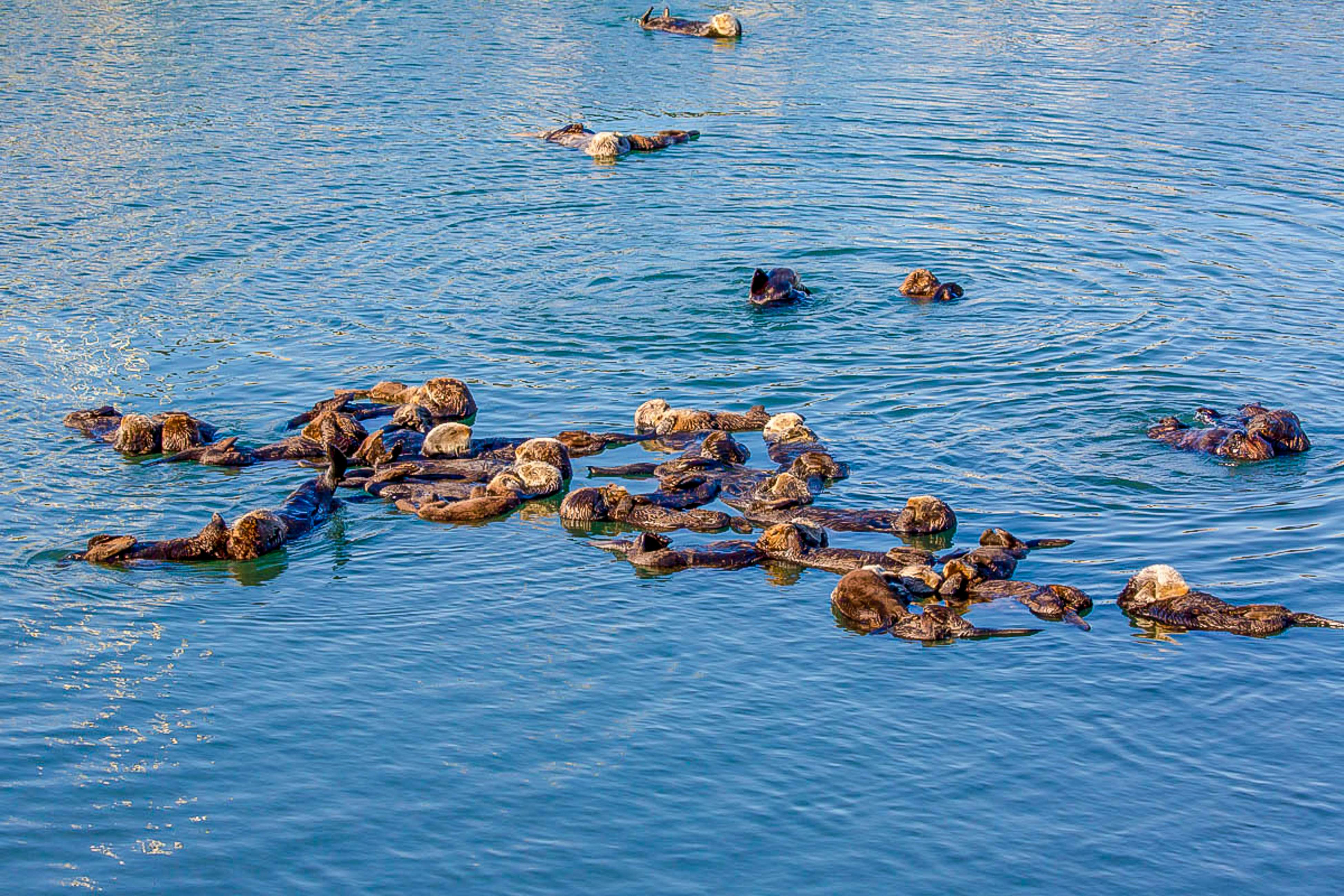 Morro Beach Bungalow