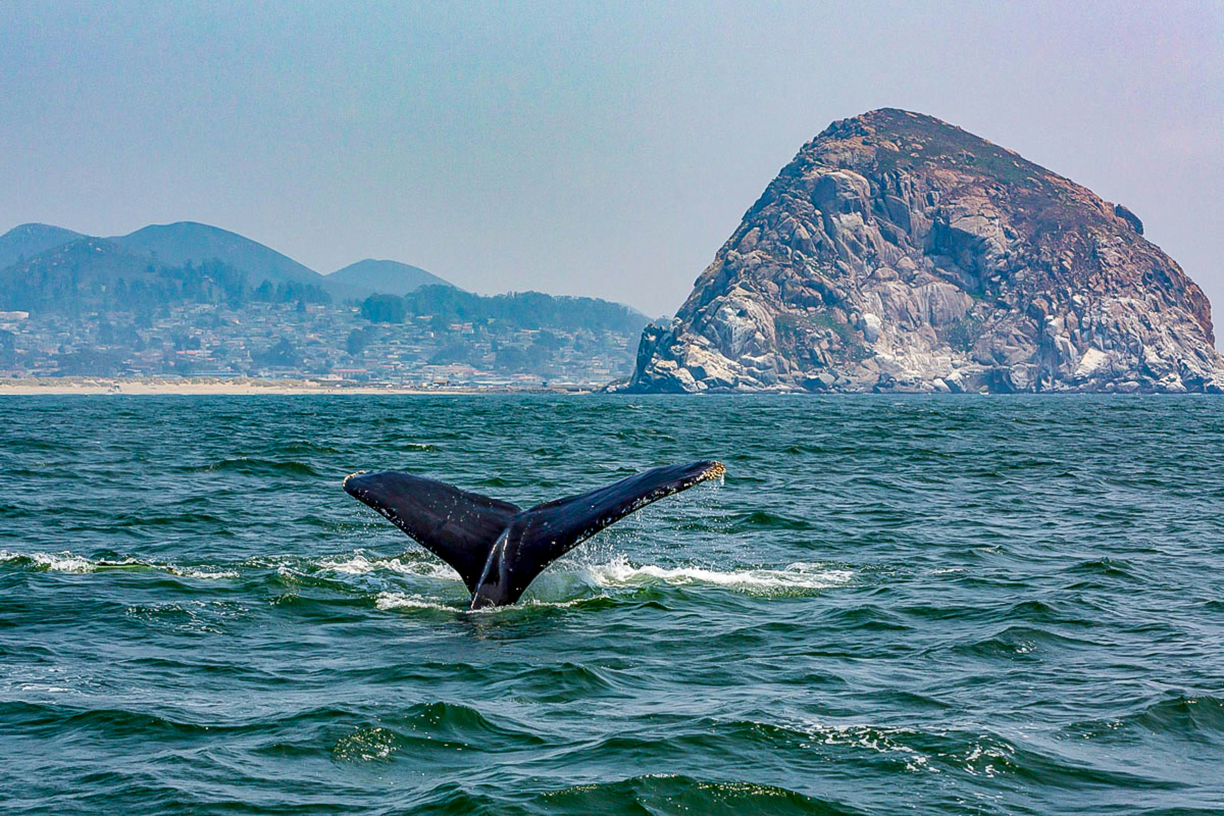 Morro Beach Bungalow