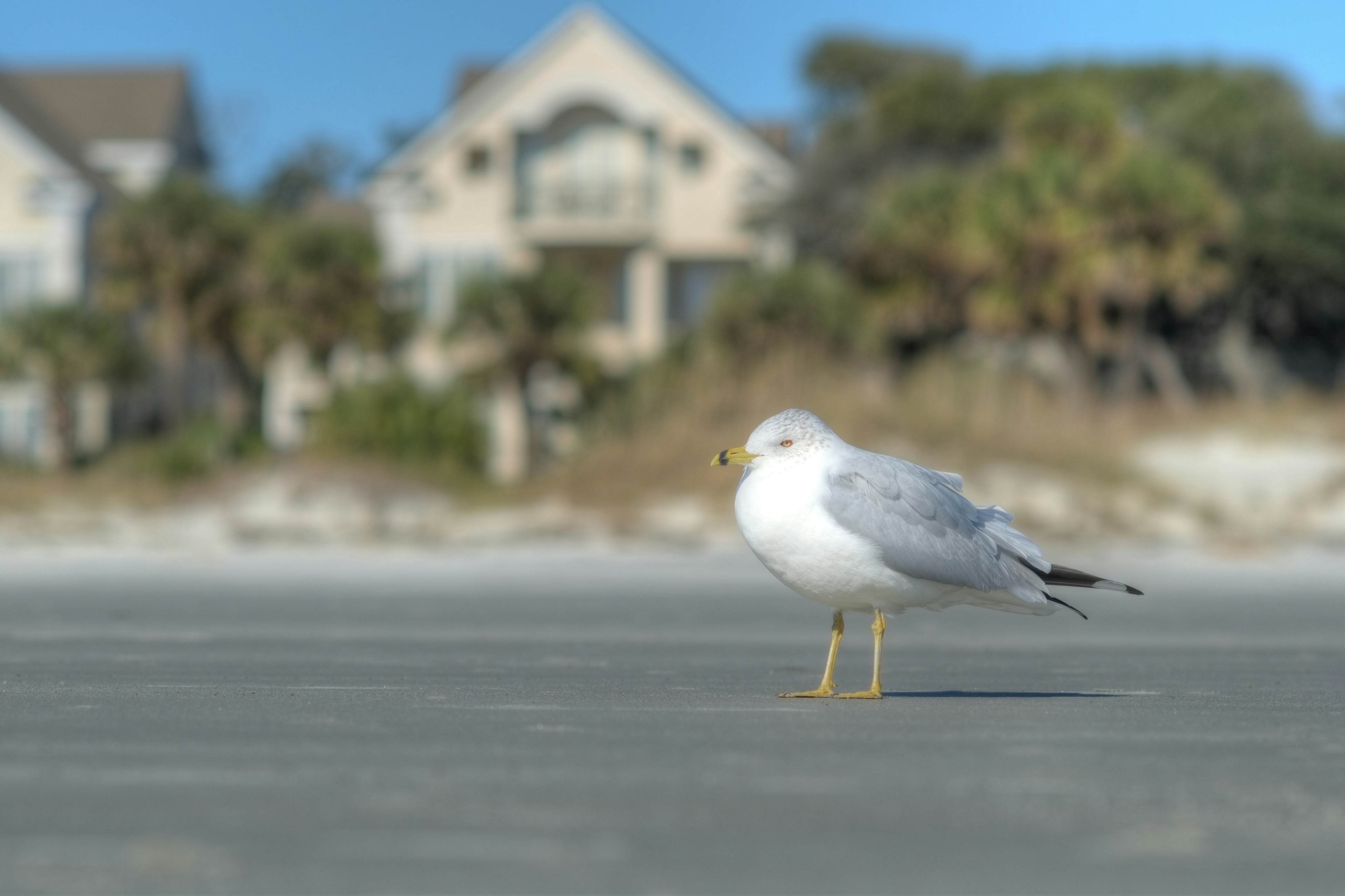 Hilton Head Resort 3317