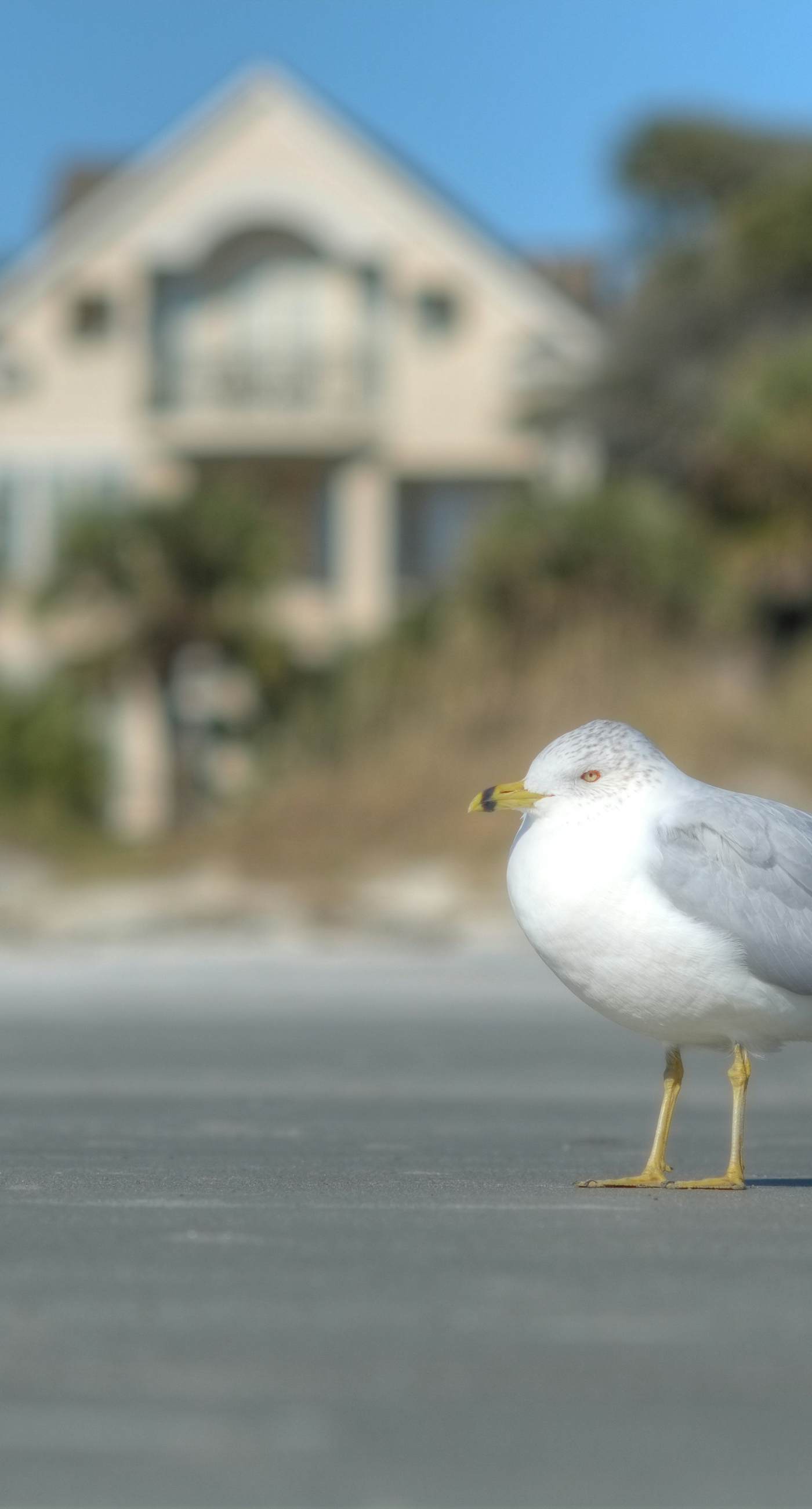 Racquet Club Villas 2346