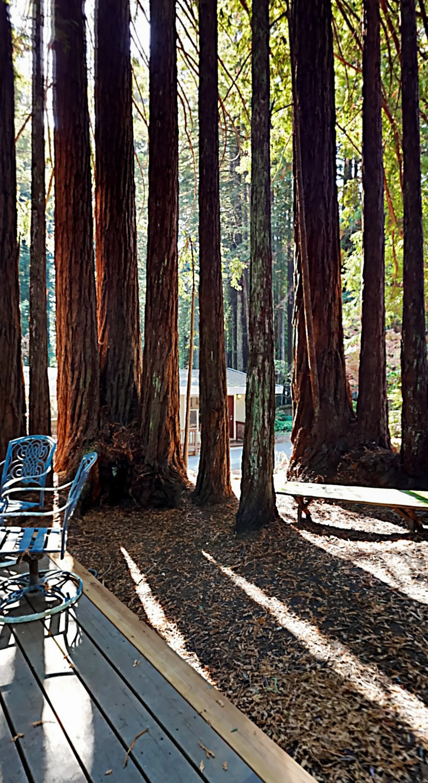 Pull up a chair in your own redwood grove — sunlight filters through towering trunks, creating a living room only nature could design.