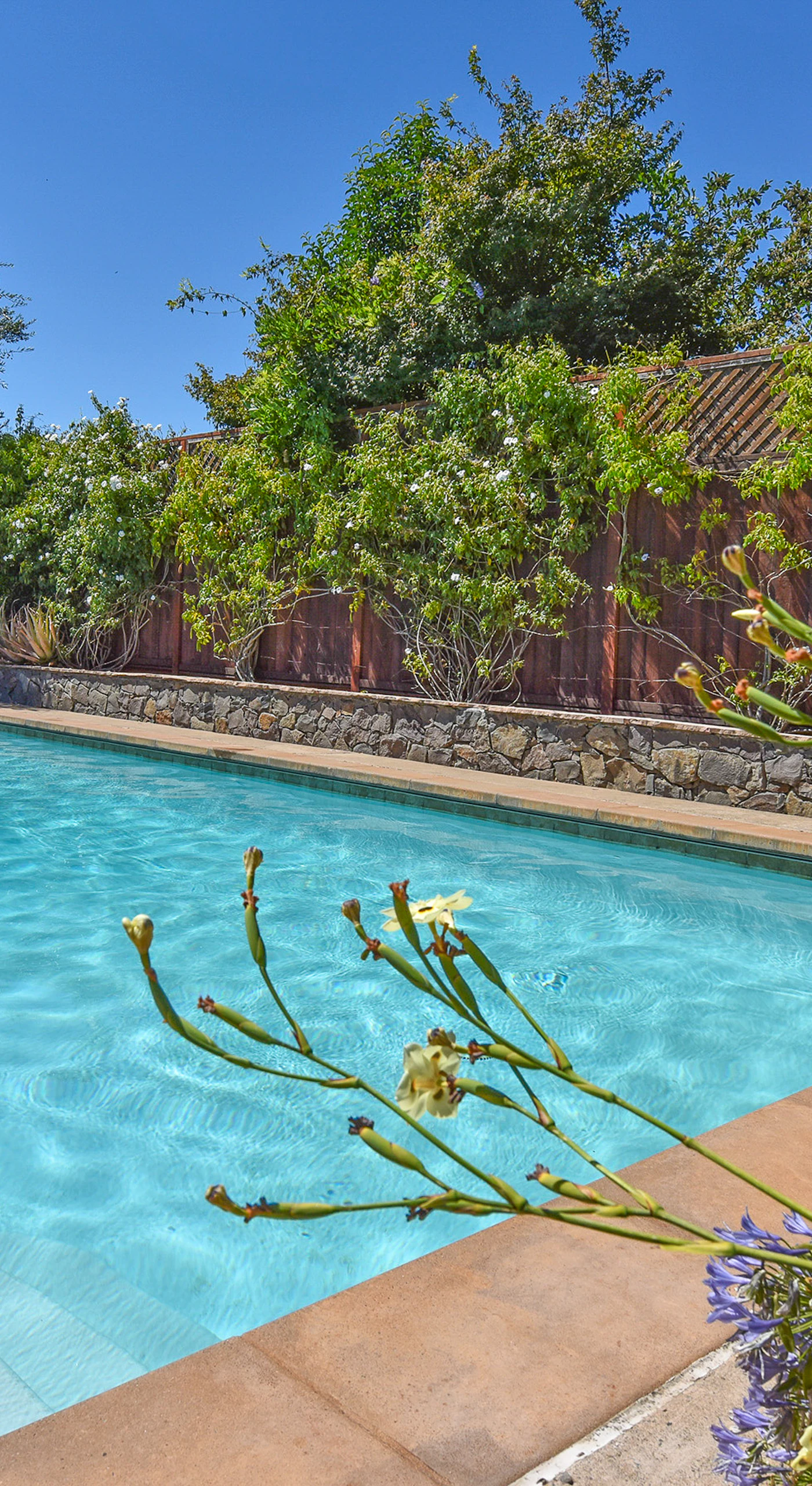 Dive into your sparkling private pool framed by olive trees and agapanthus blooms — the perfect cool-down after a Sonoma Valley tasting tour.