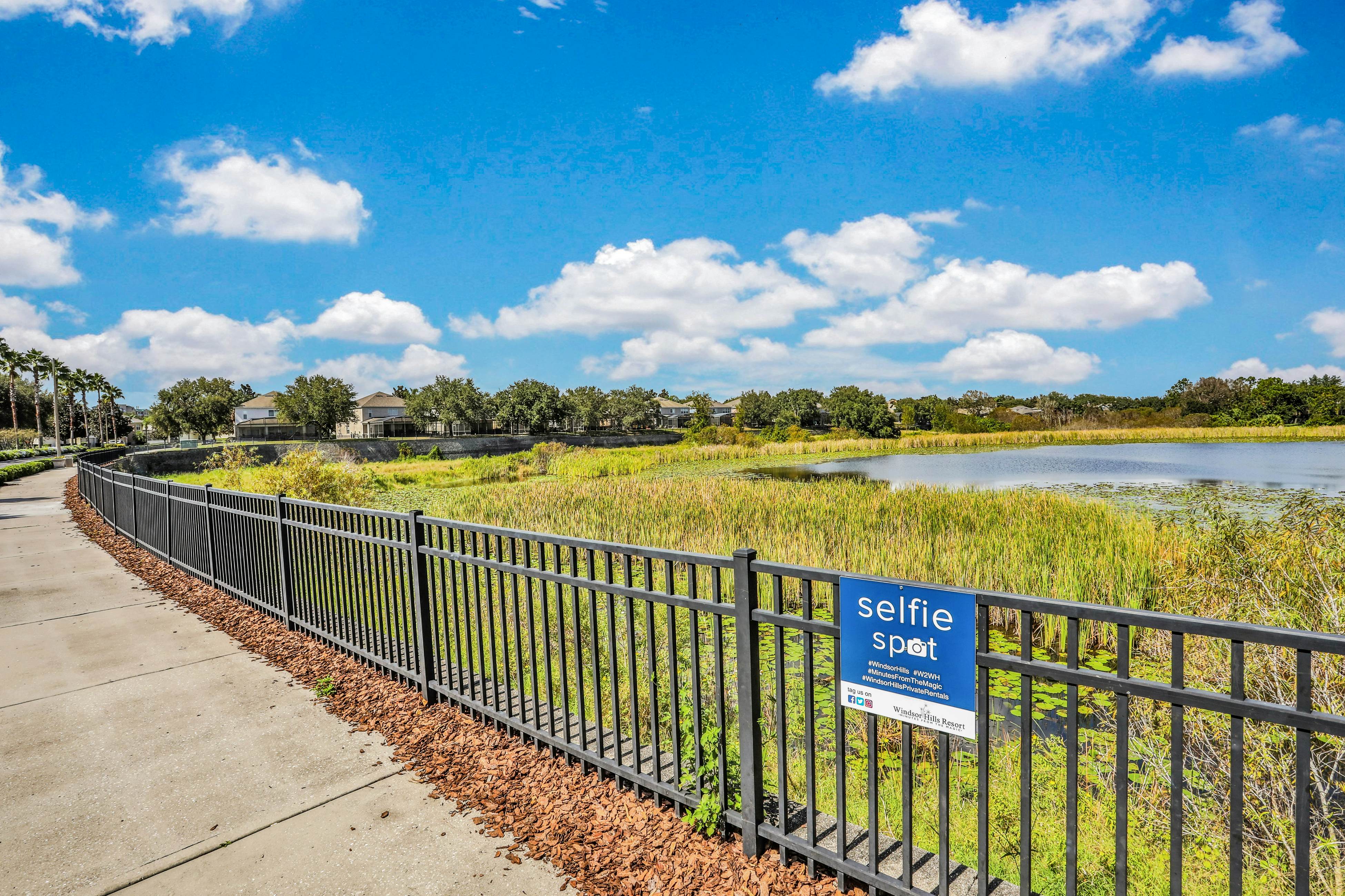 Yellow Starfish - Windsor Hills