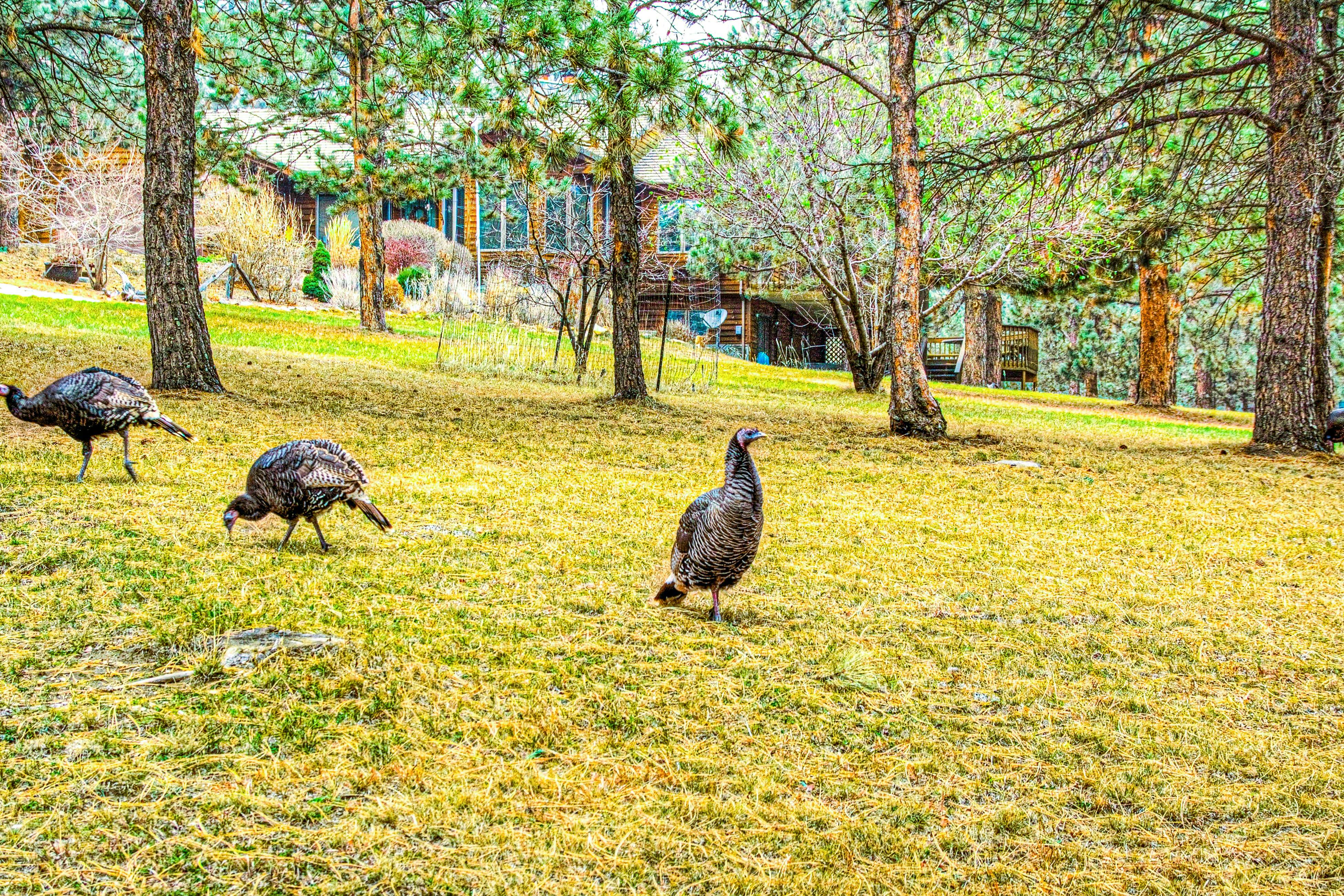 Crooked Canyon Lodge
