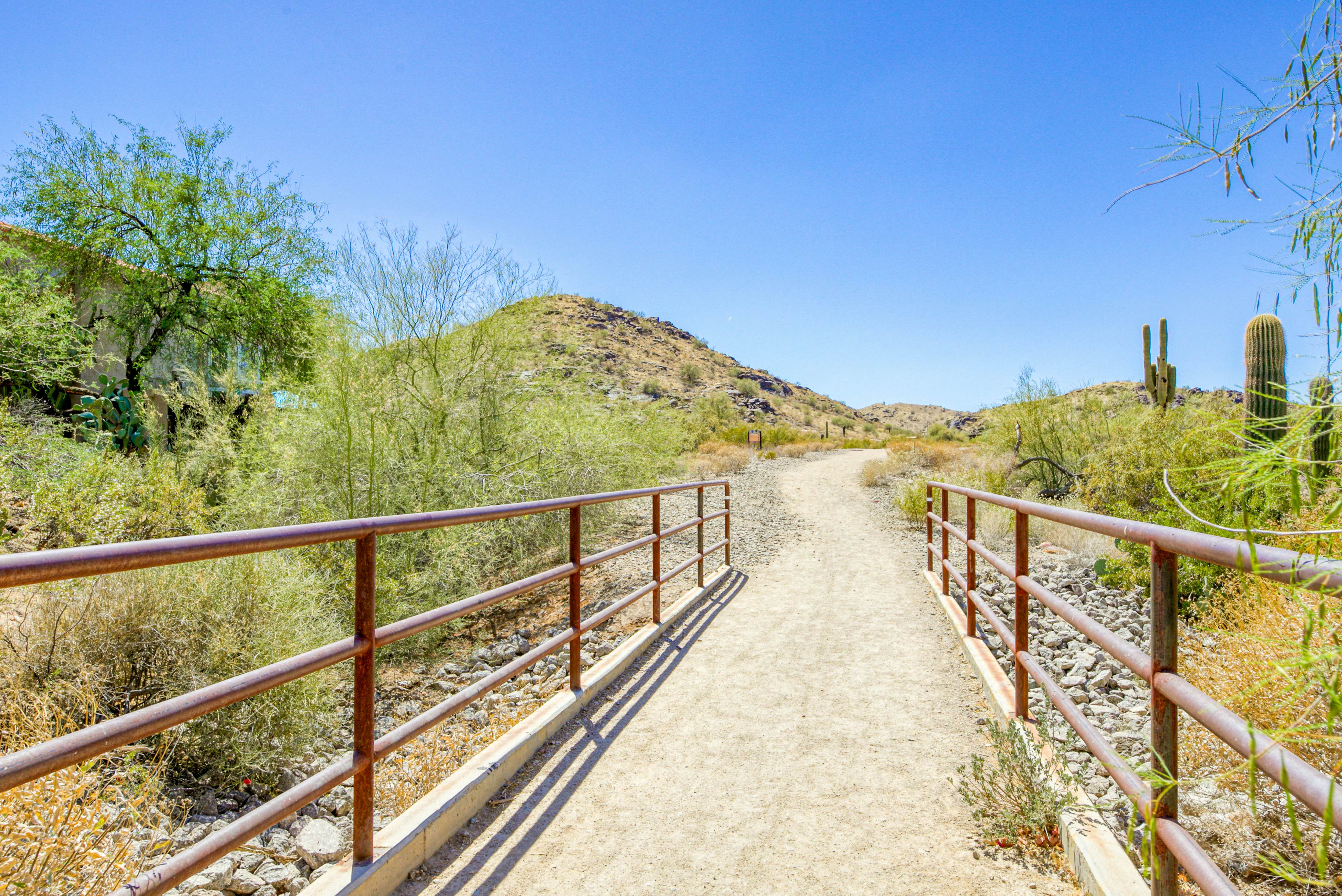 South Mountain Saguaro Siesta