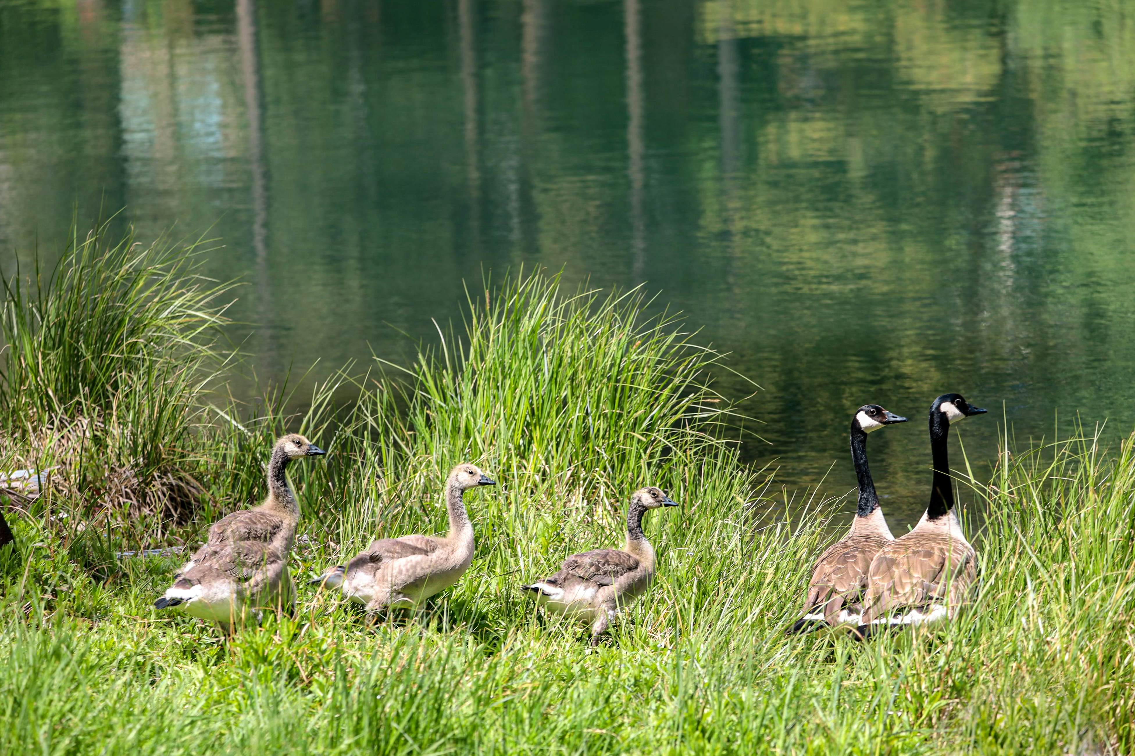 Luxury Deschutes Riverfront