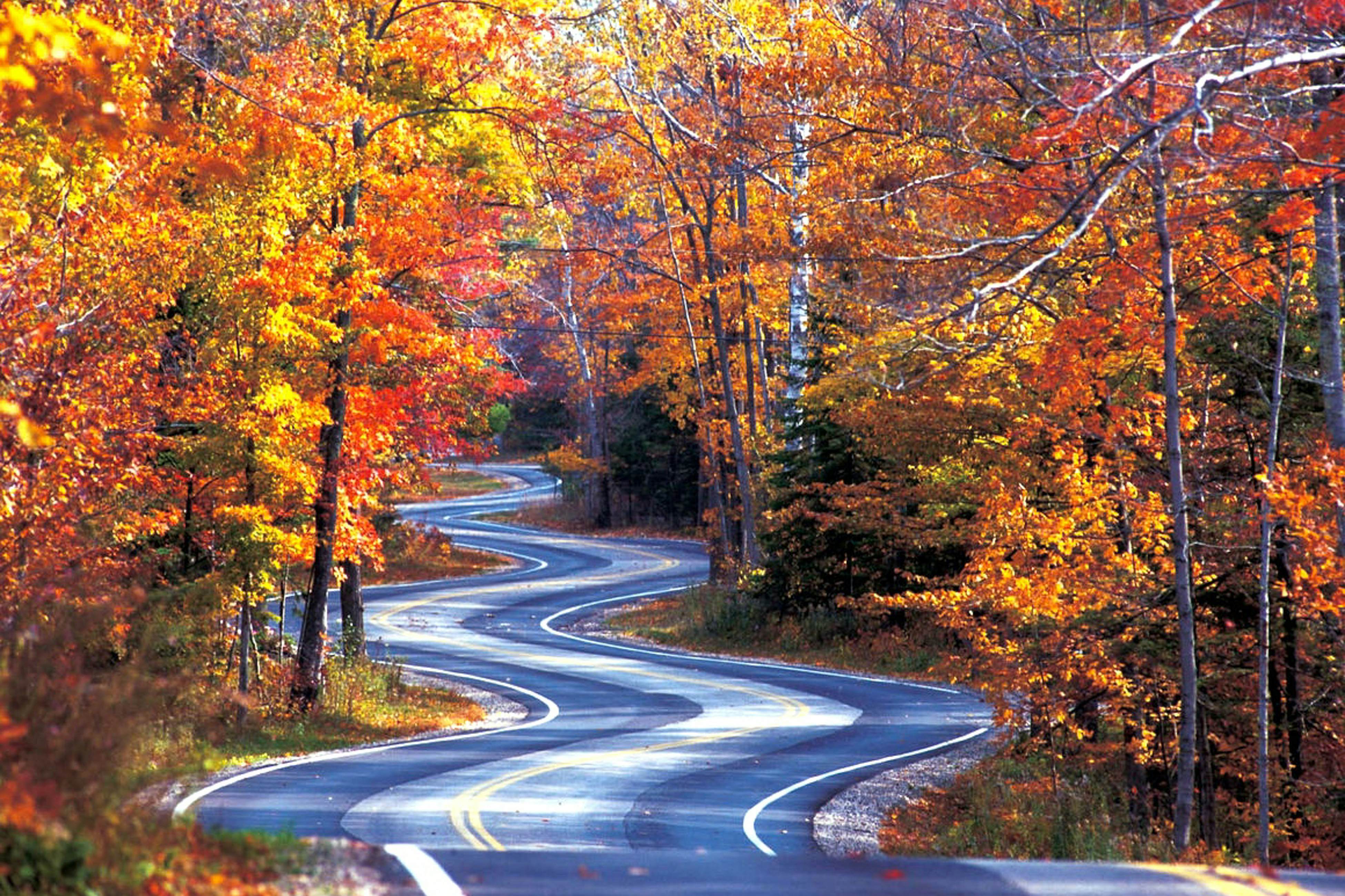 Lake Lucerne - Treehouse Cabin #01