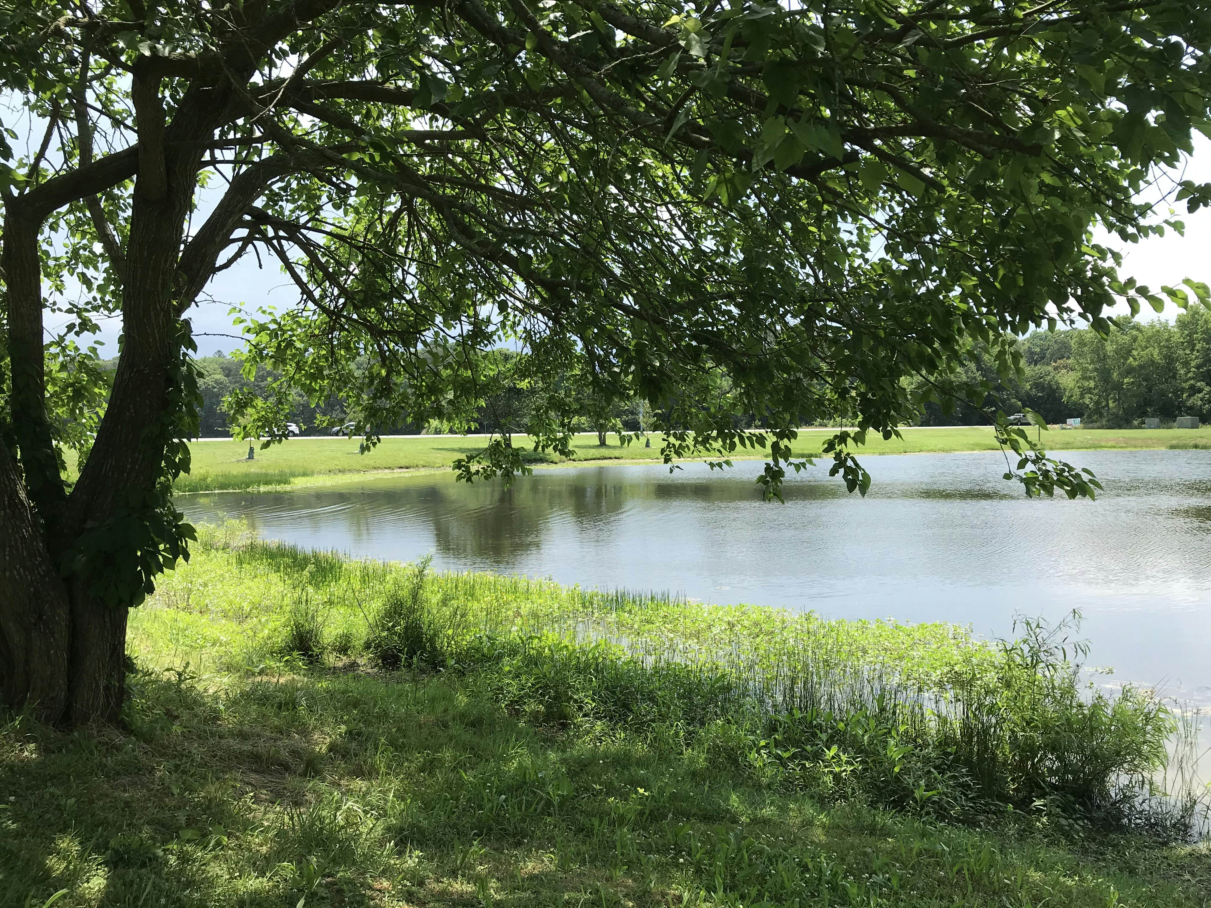 Turtle Shores-22 Boston