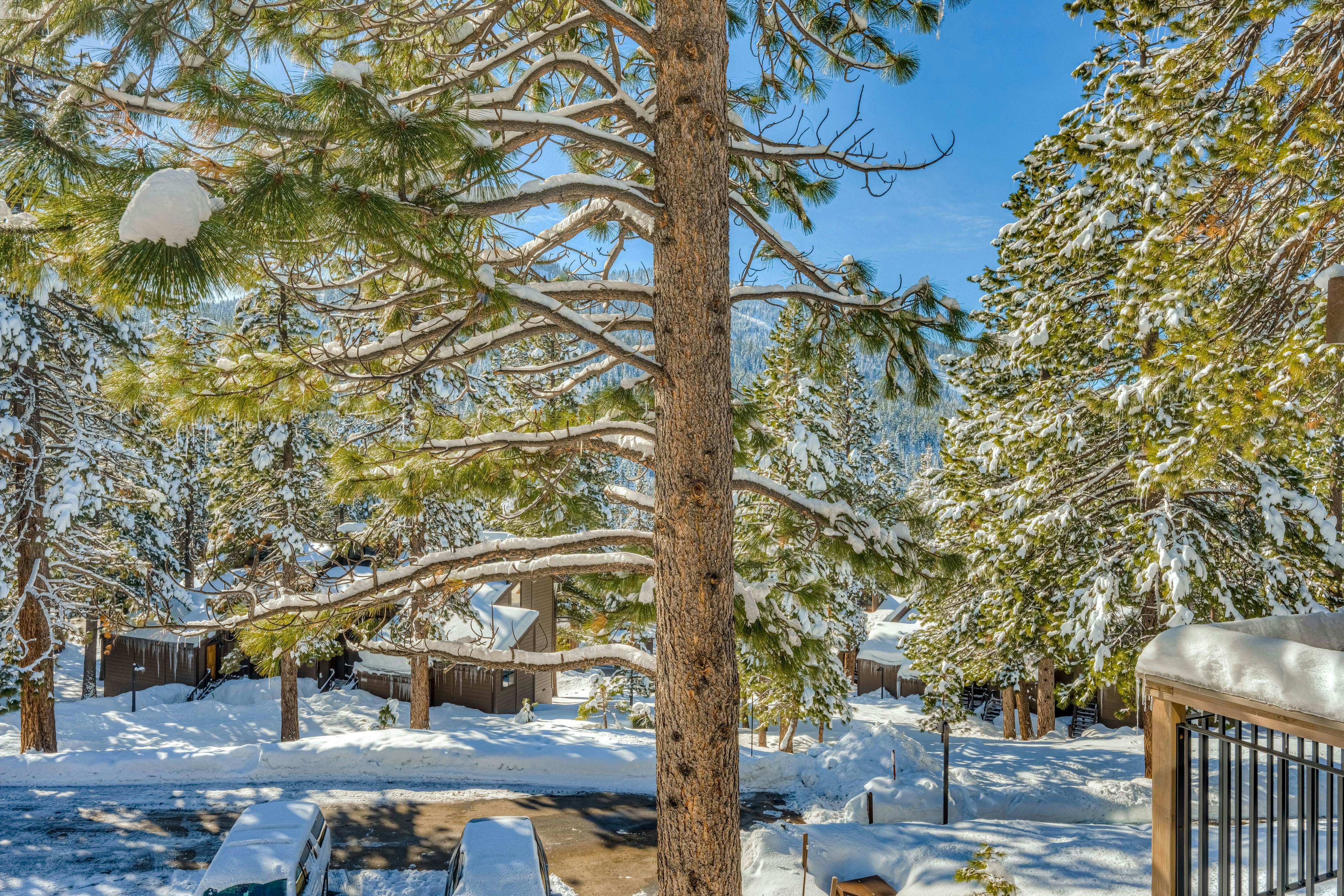 The Pines at Rocky Point