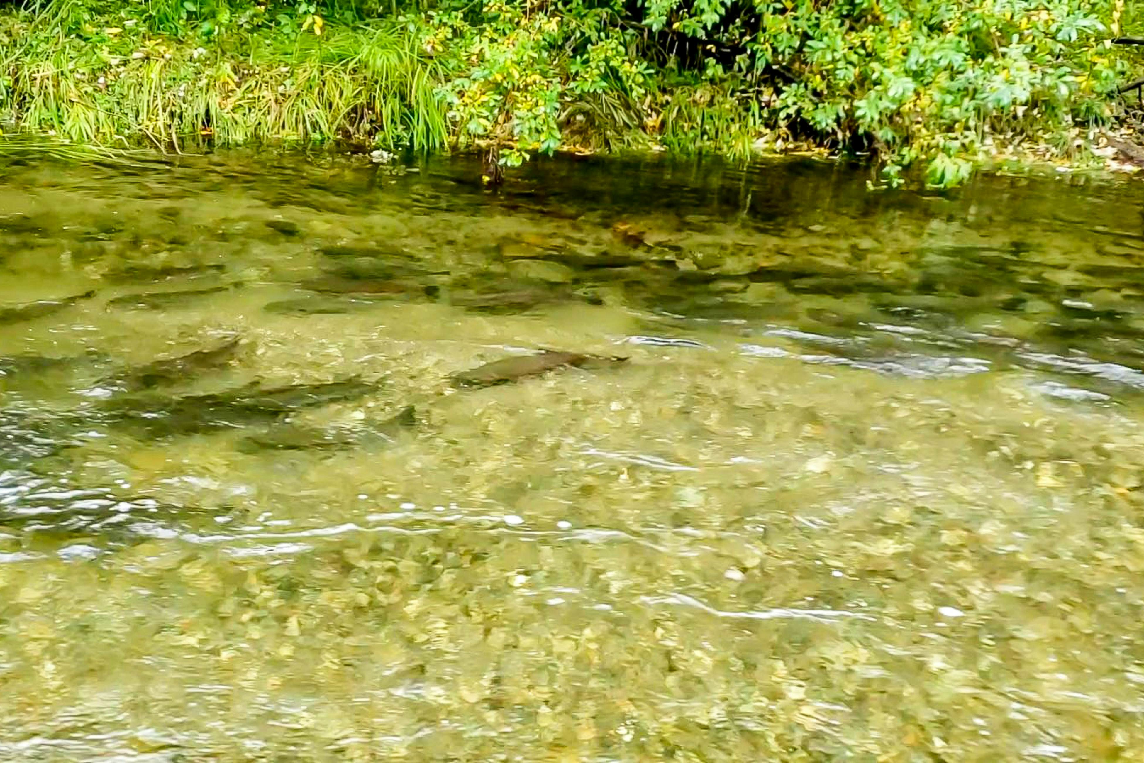 Tahuya River Lodge #1