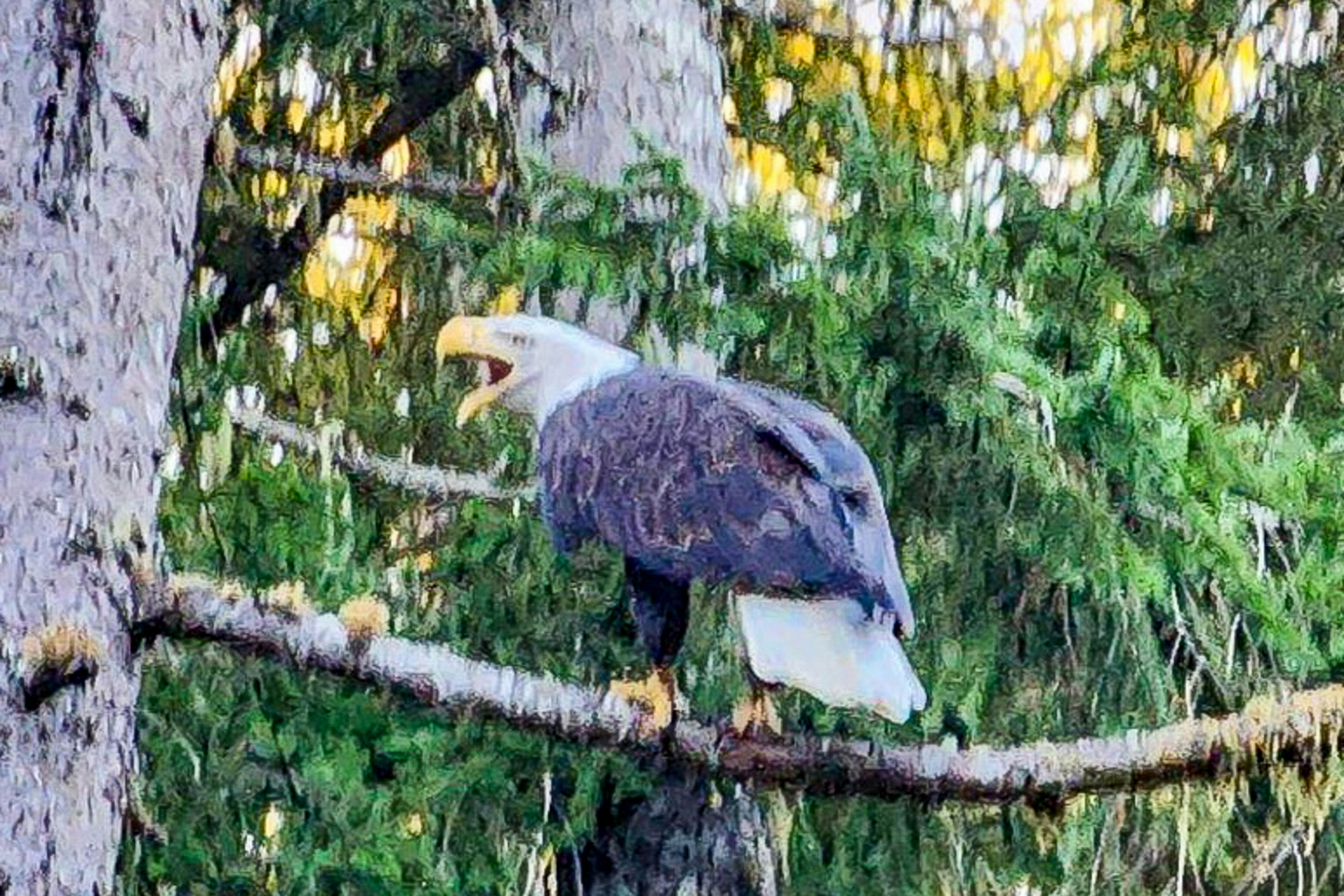 Tahuya River Lodge #1