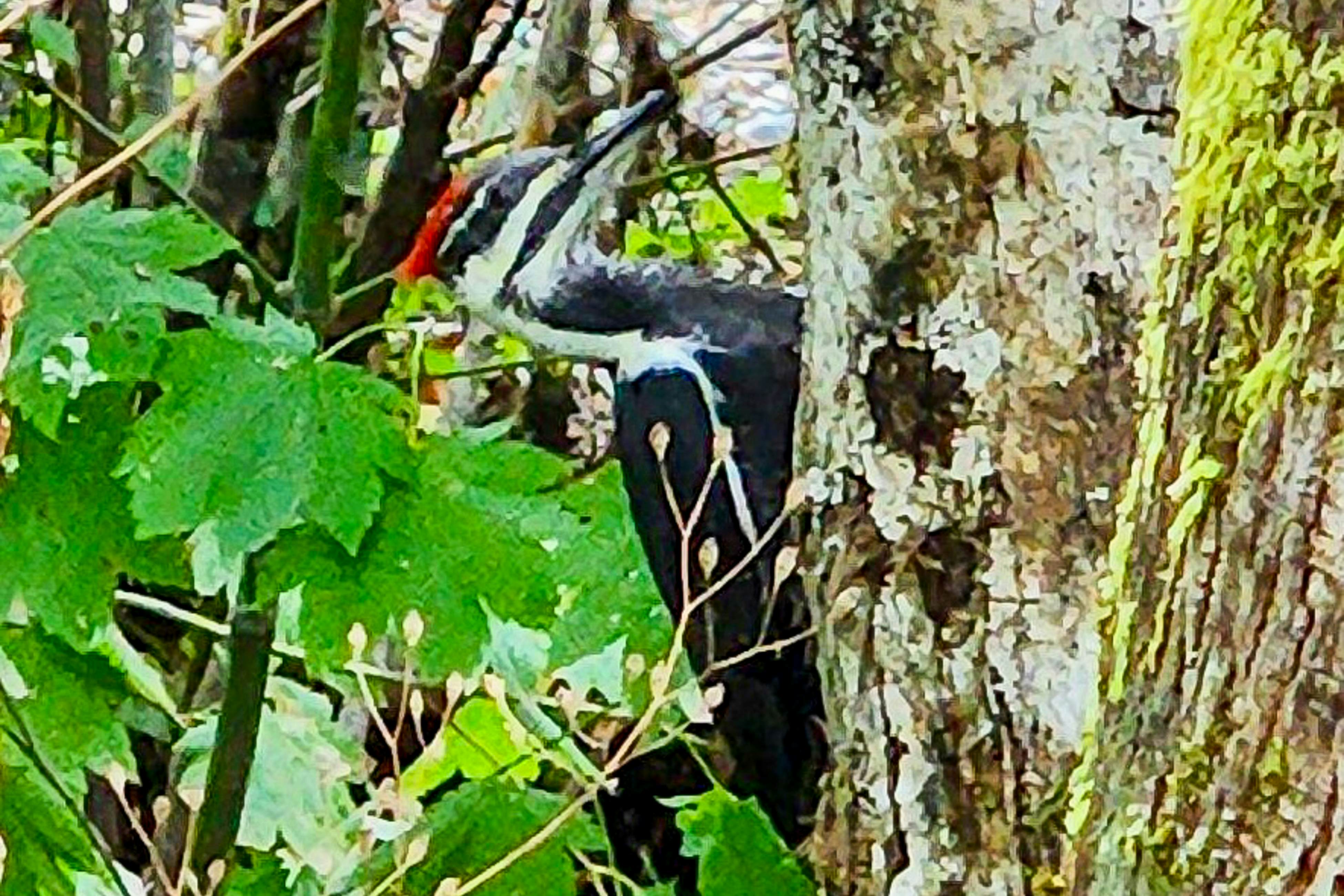Tahuya River Lodge #1