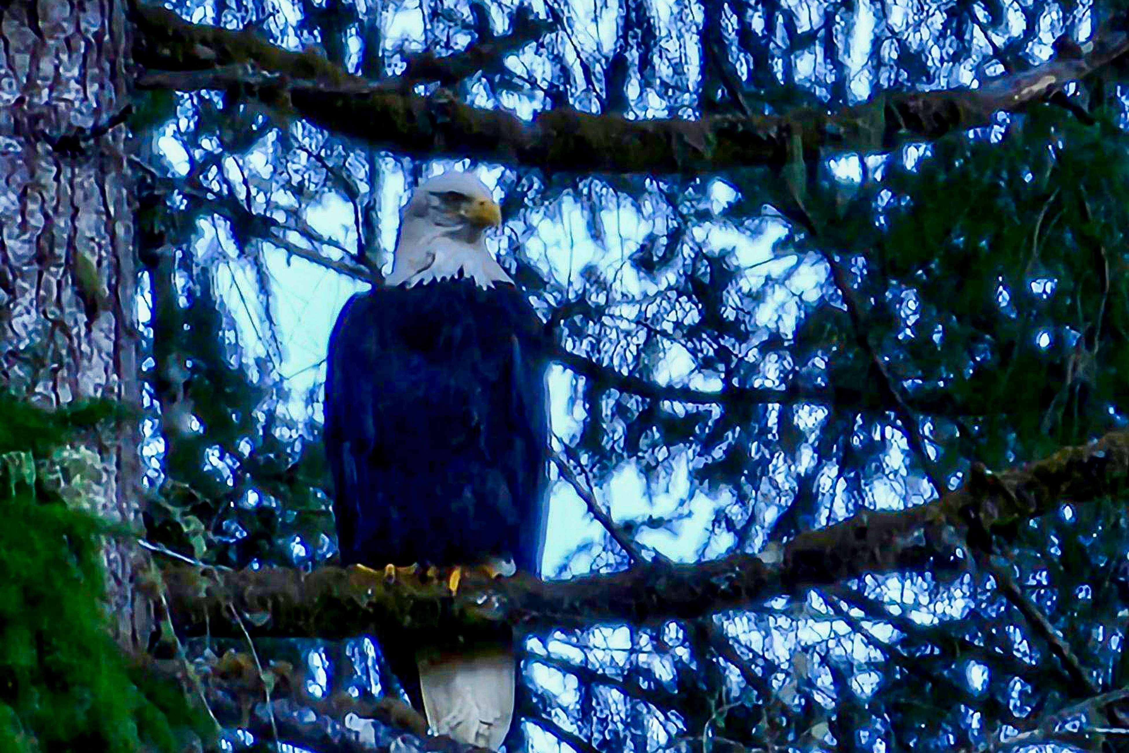 Tahuya River Lodge #1