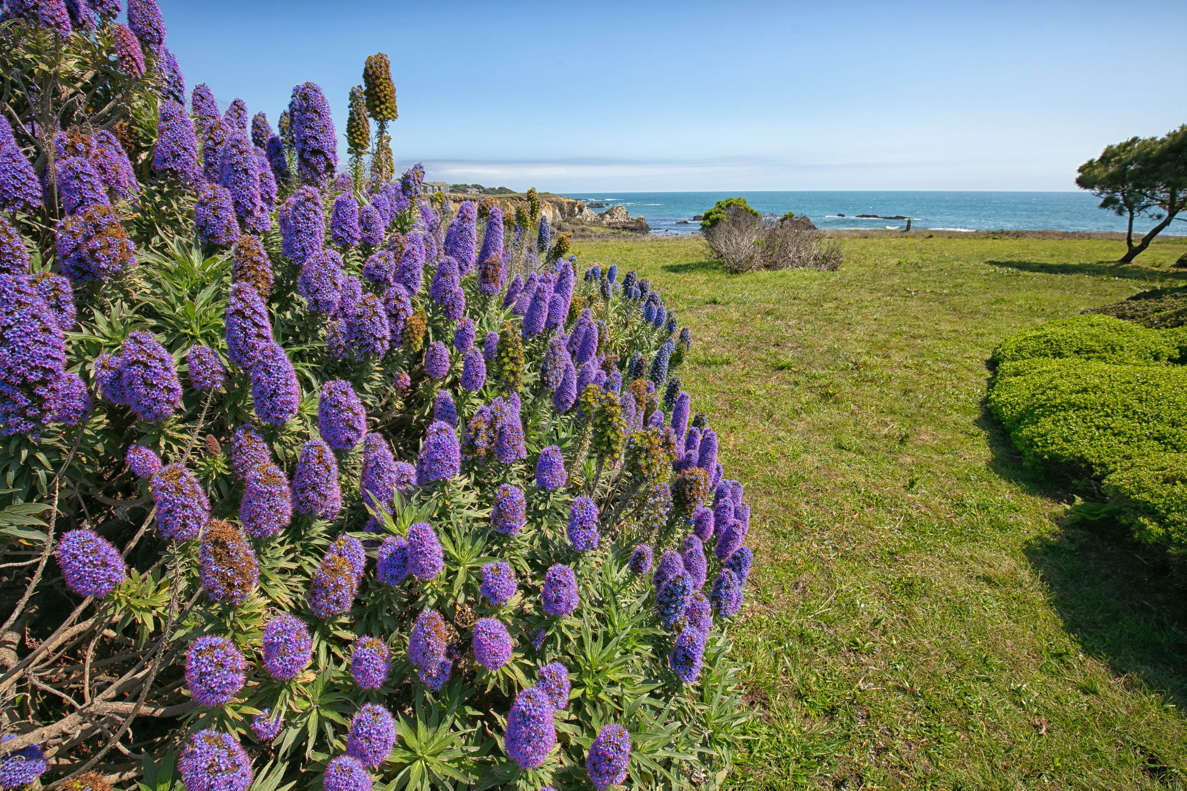 Coastal Calm at Sea Ranch