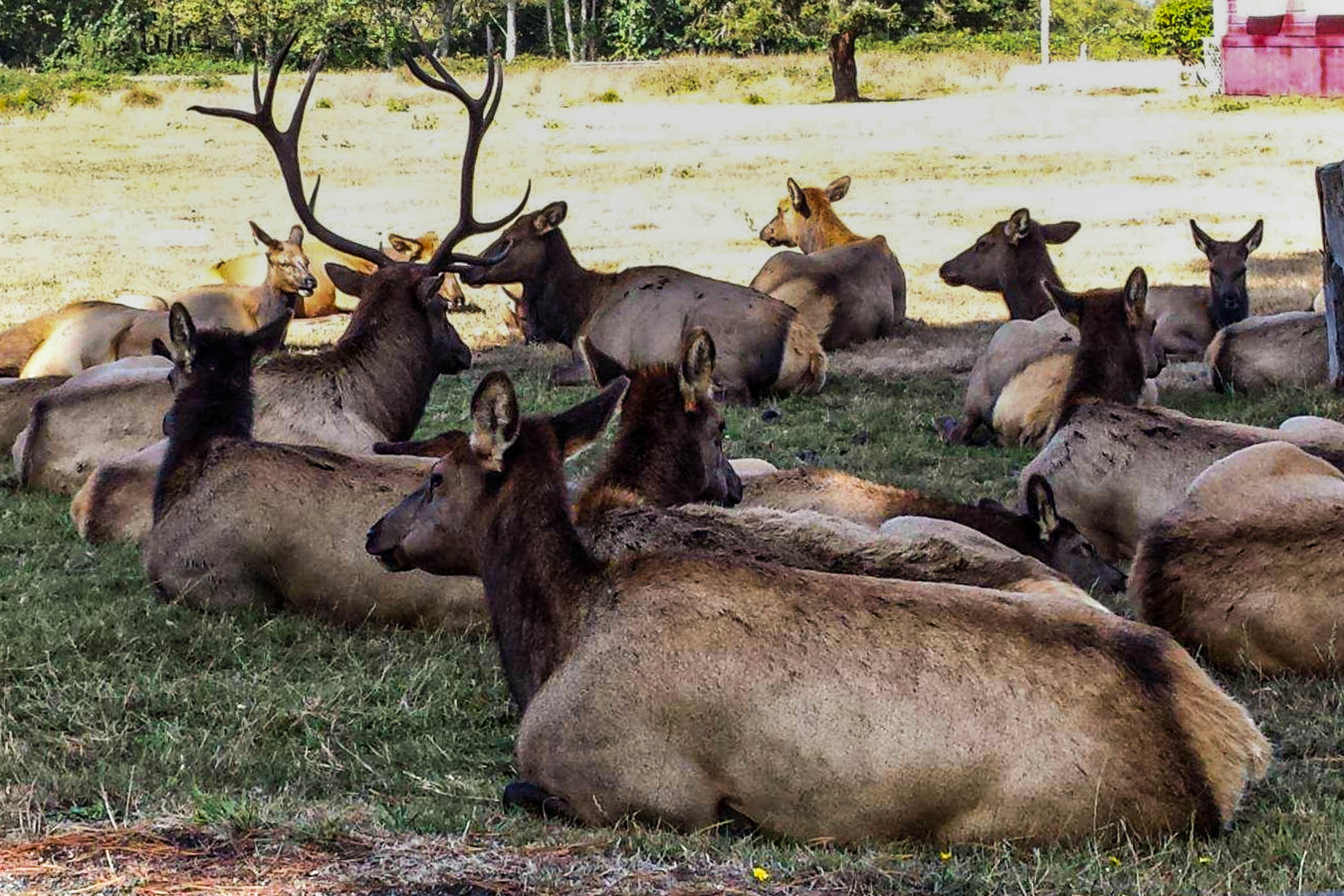 Viewcrest Retro Country Home