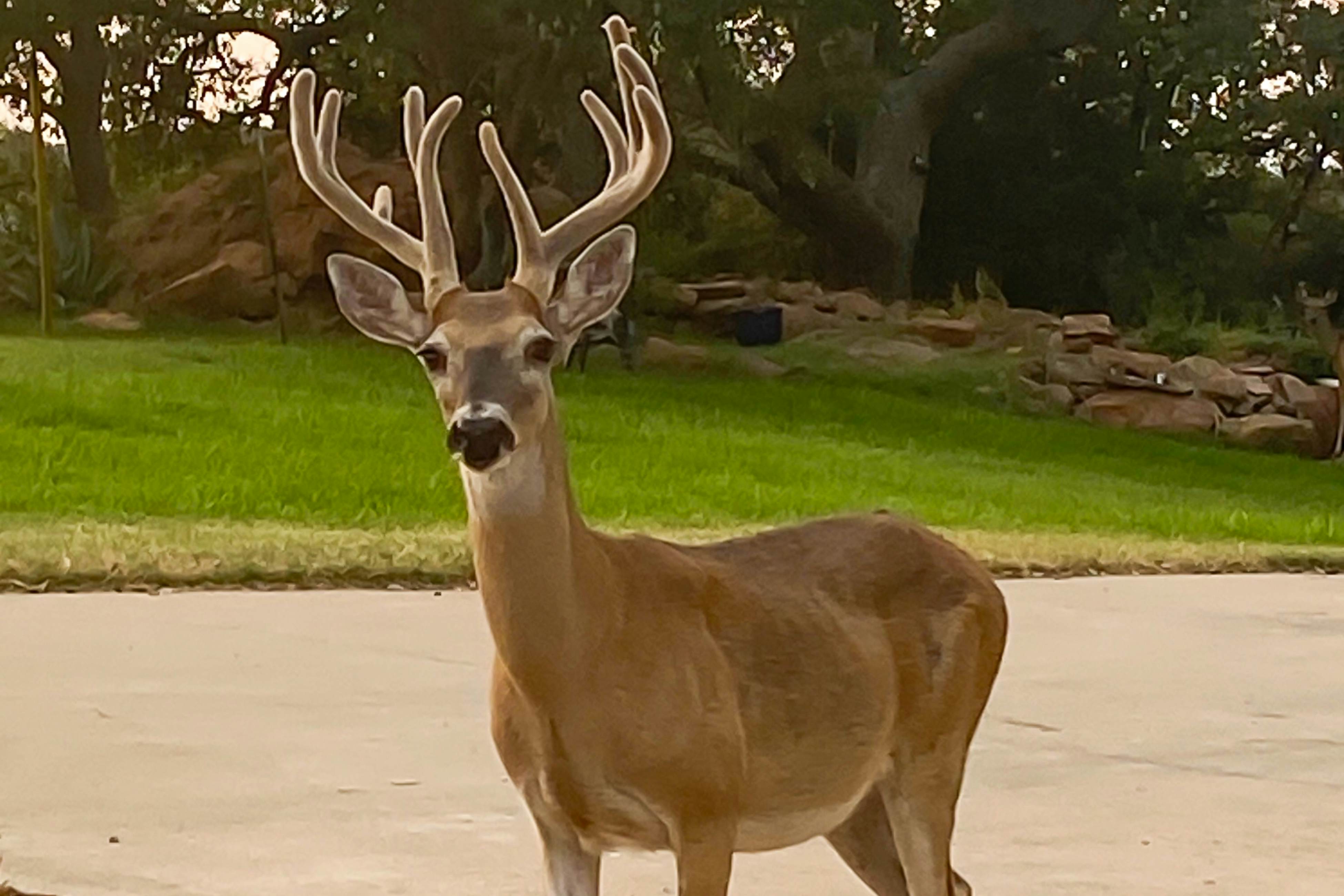 Granite Peak Vista - Inks Lake