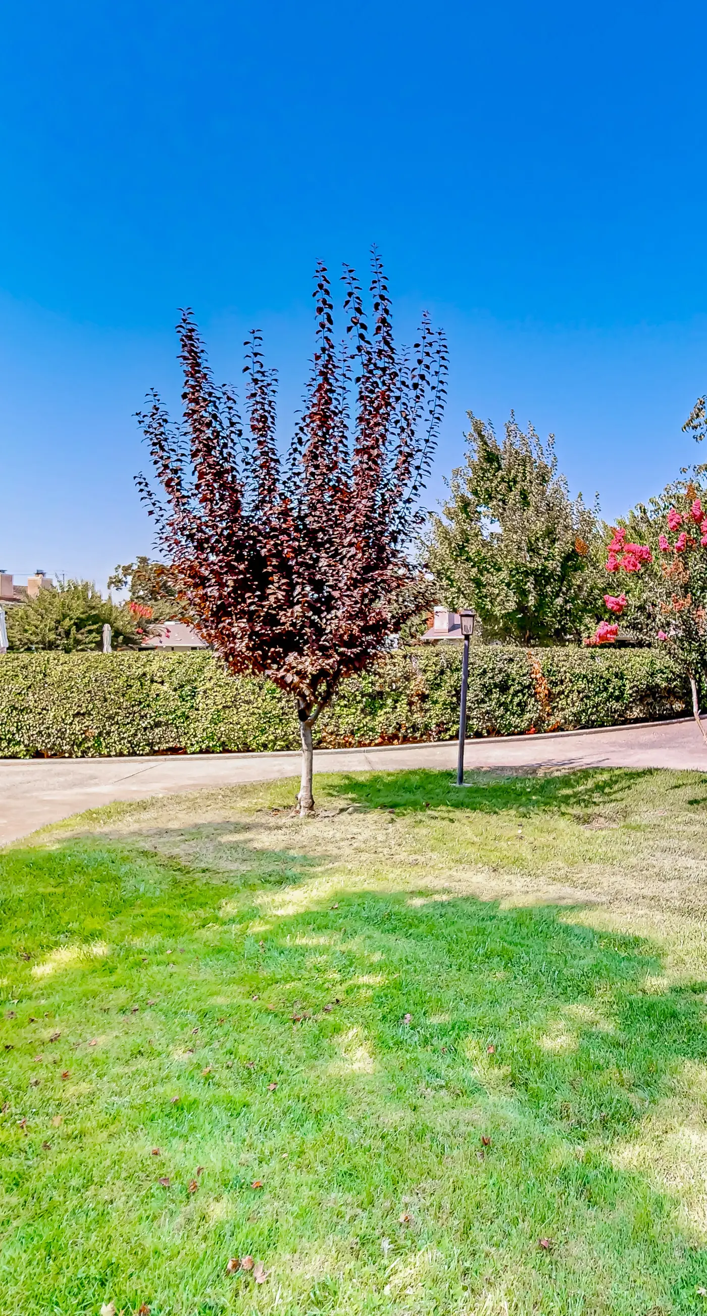 Silverado Resort and Spa 381