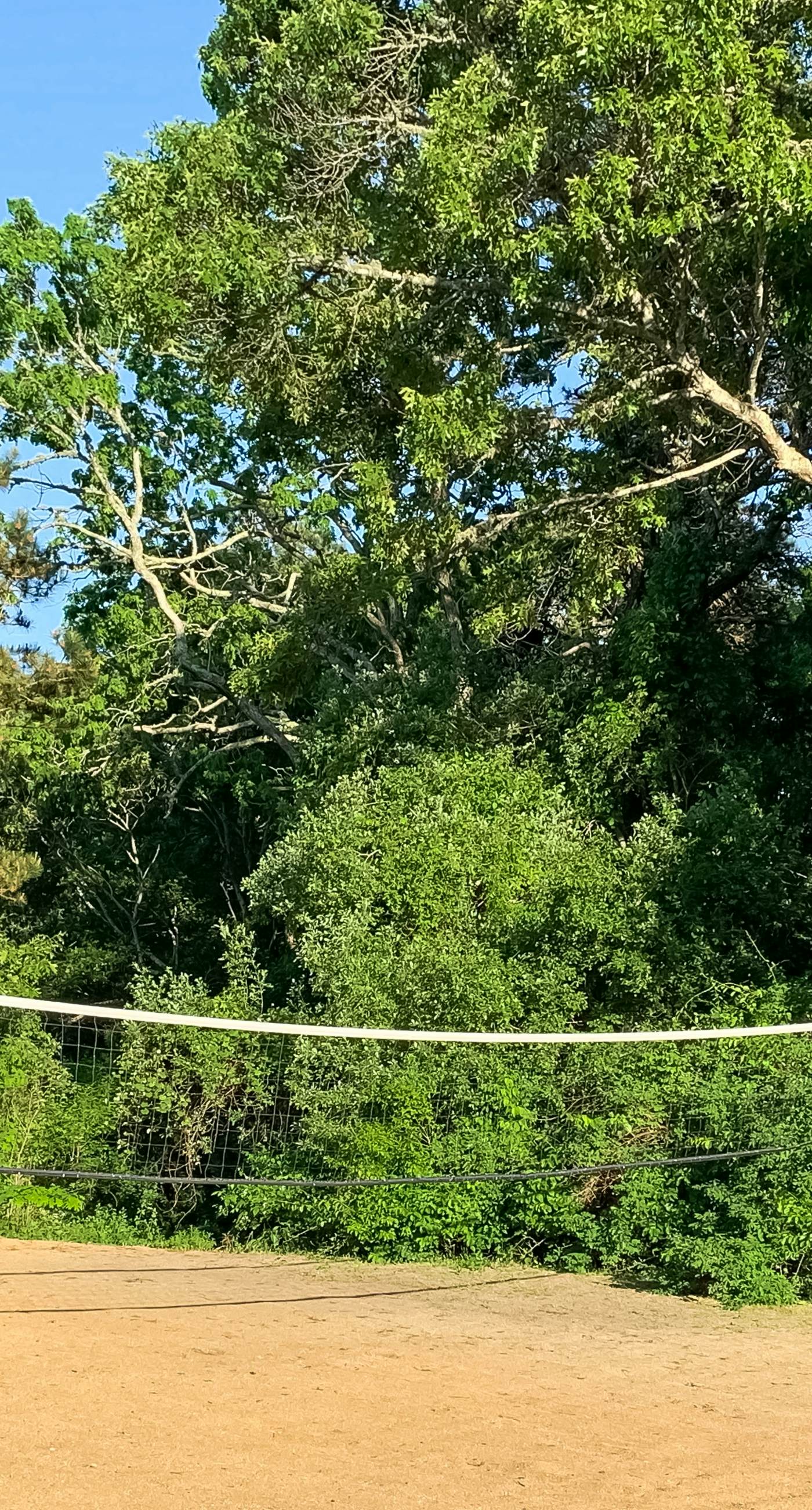 Sand, Shells & Sunsets