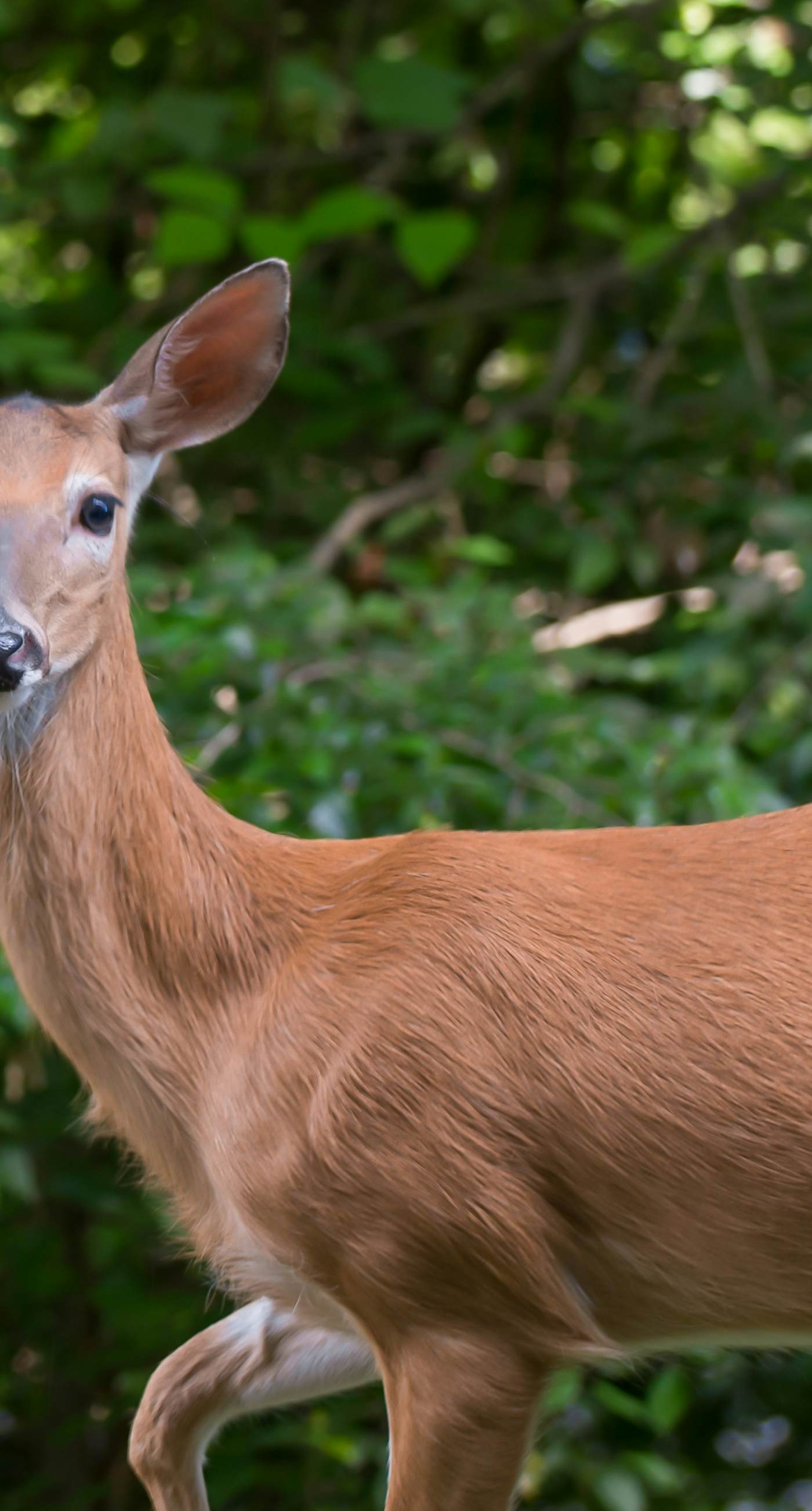 River's Creekside Cabin