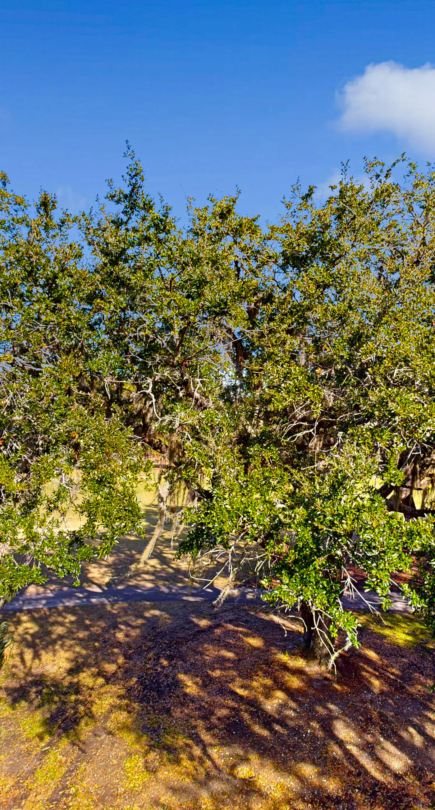 Driftwood Villa  267