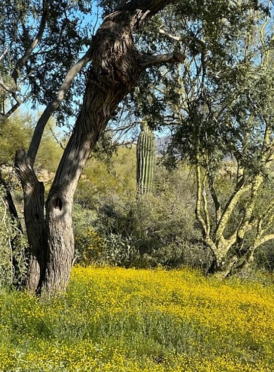 Sonoran Sunsets, a 3-Suite Retreat