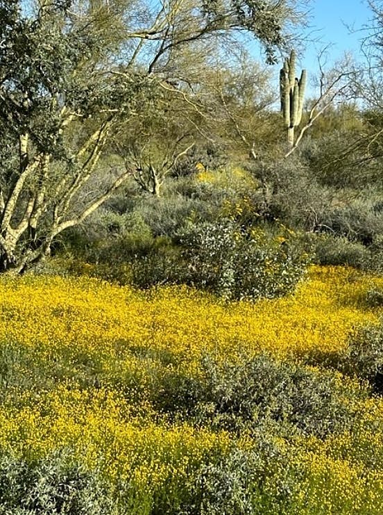Sonoran Sunsets, a 3-Suite Retreat
