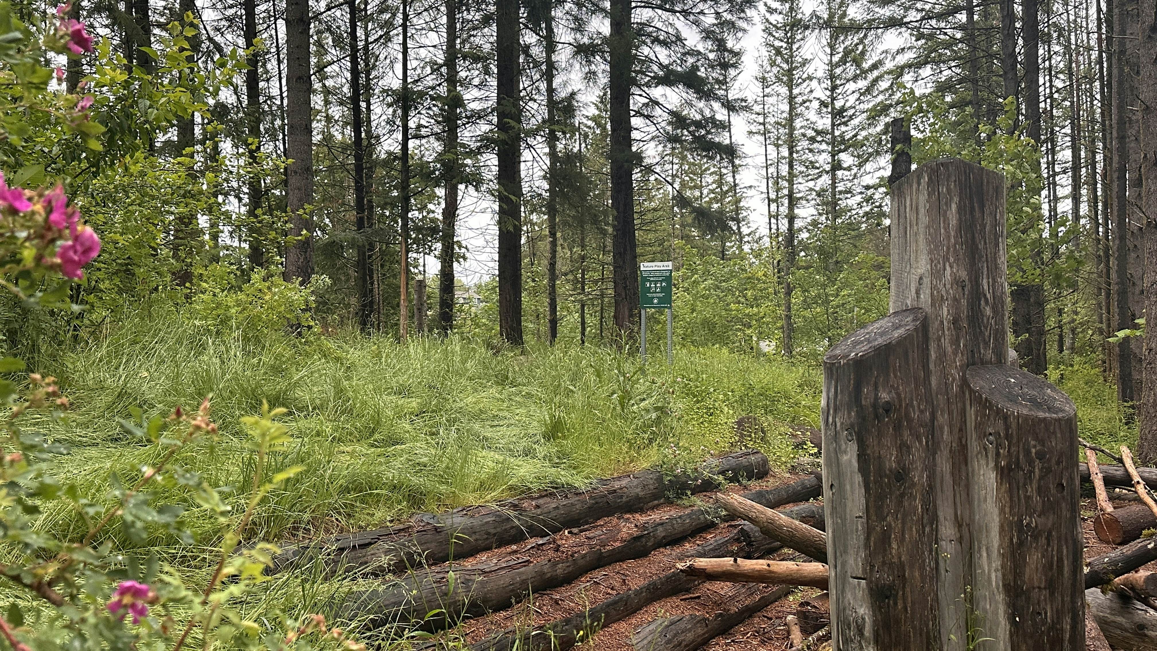 Haven Among Tranquil Pines