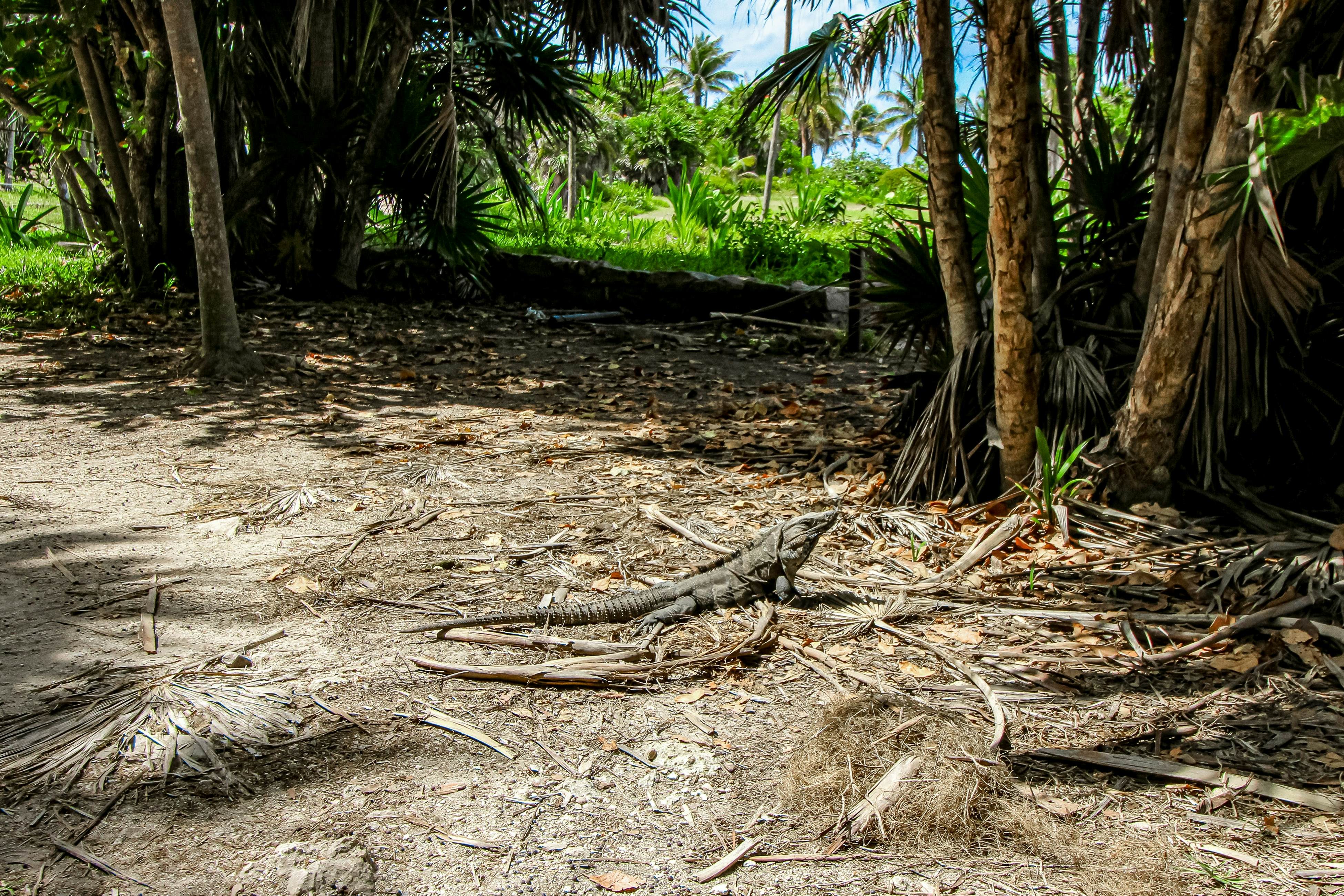 Tropic Tranquility at Tankah Bay