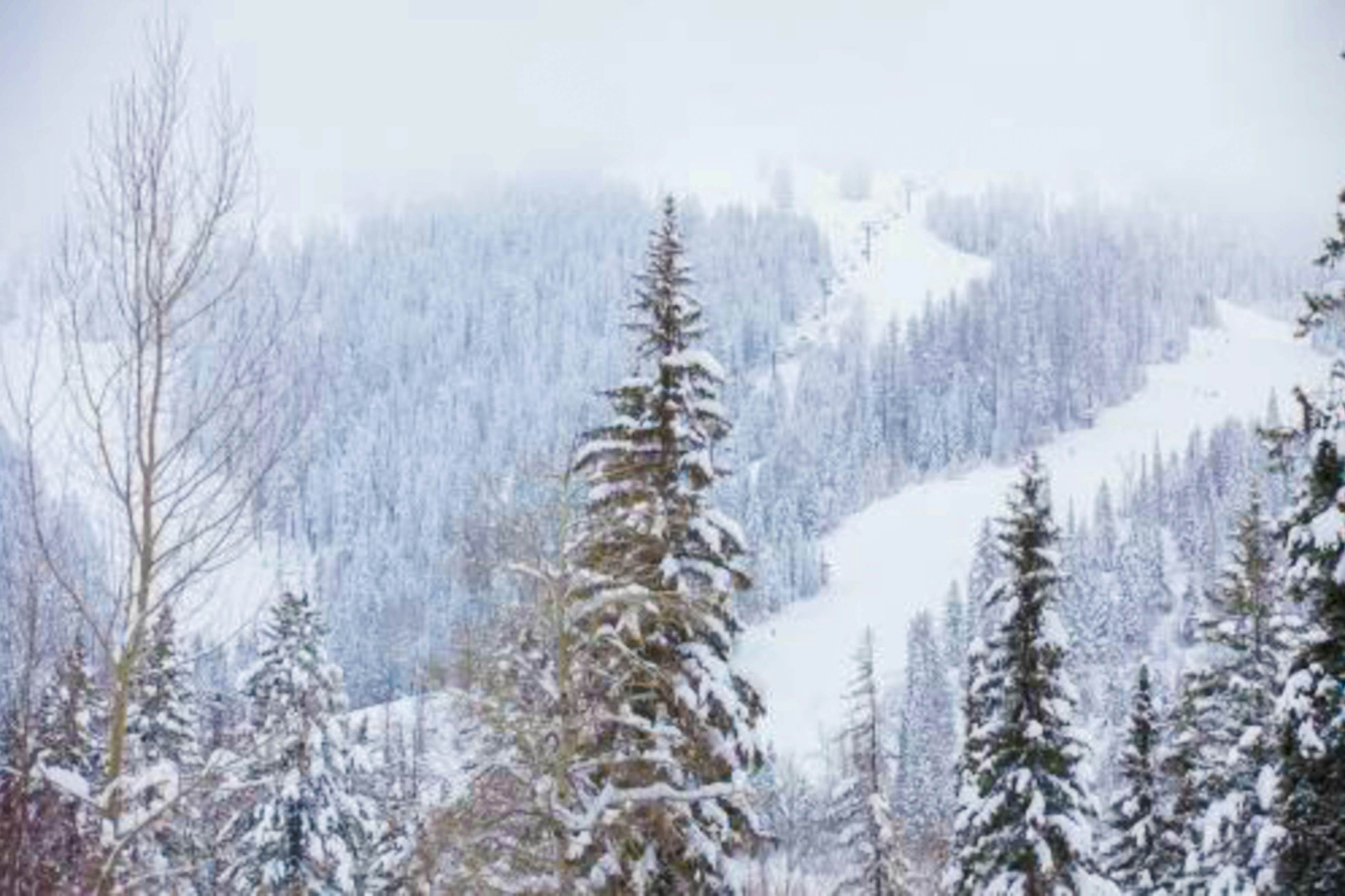 Peaceful Pine Retreat