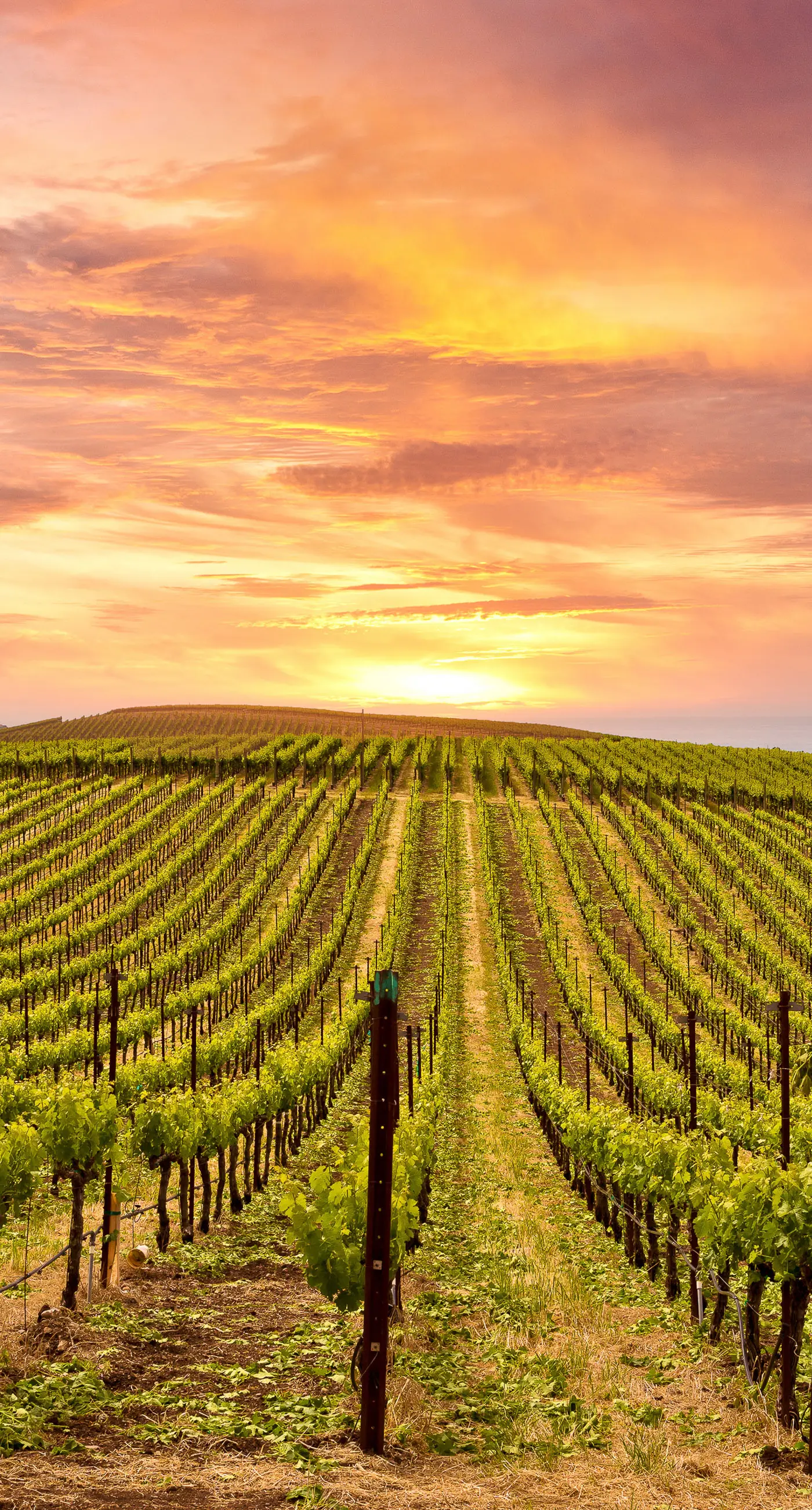 Silverado Resort and Spa 287 & 288